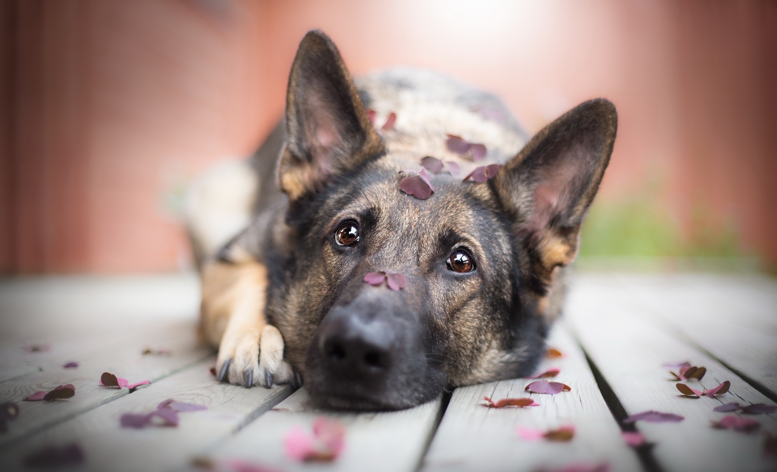 German Shepherd dog with leaves on its head HD Wallpaper