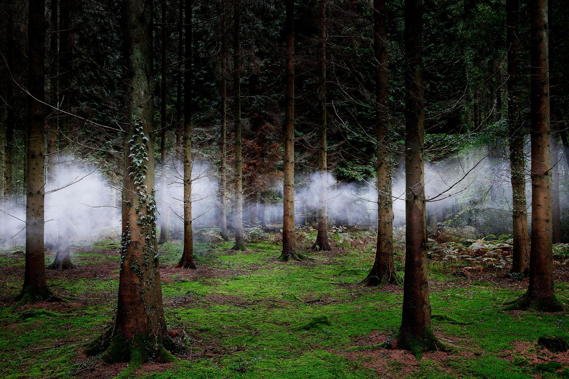 Misty forest with mossy ground and tall trees HD Wallpaper