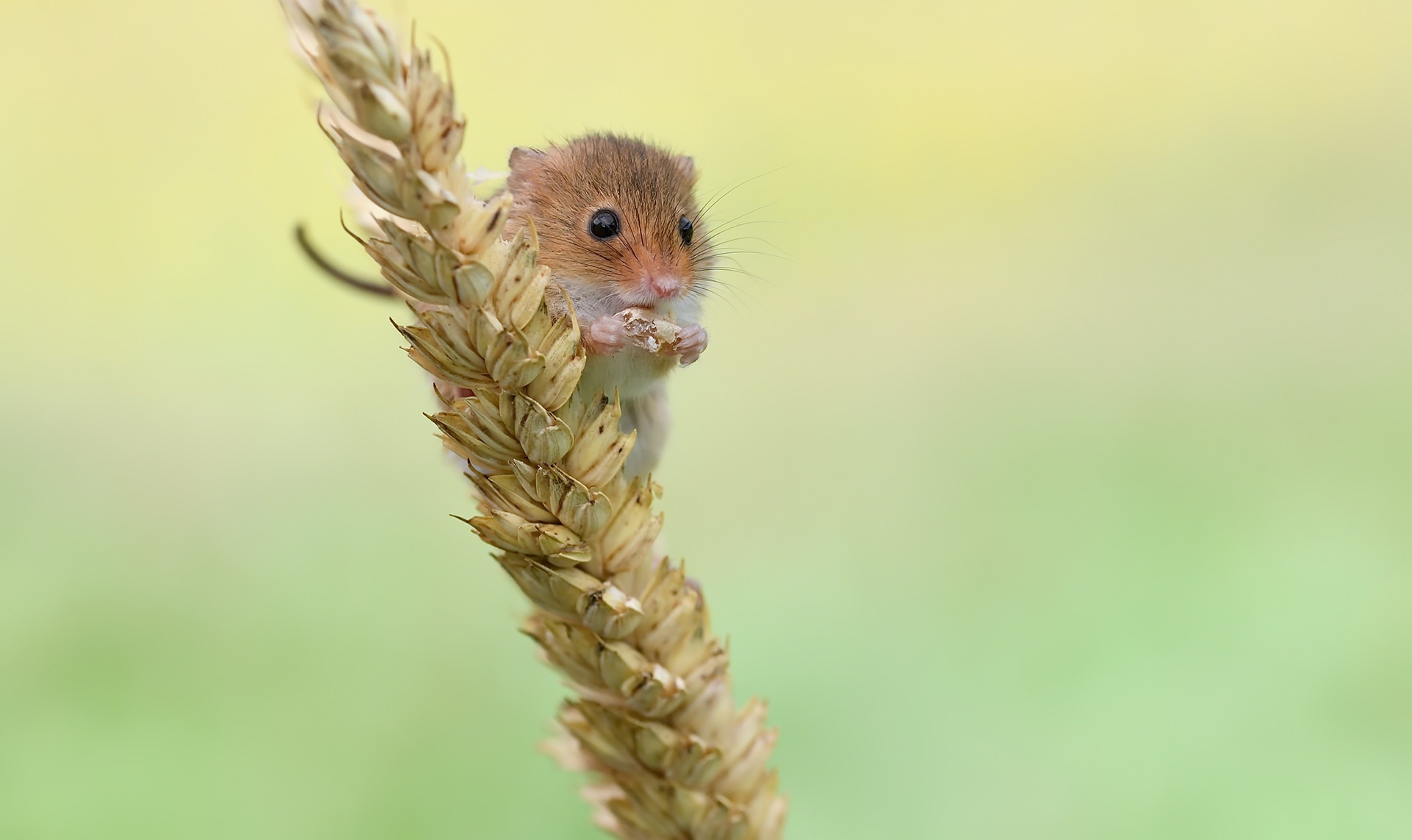 Harvest mouse eating on a wheat stalk HD Wallpaper