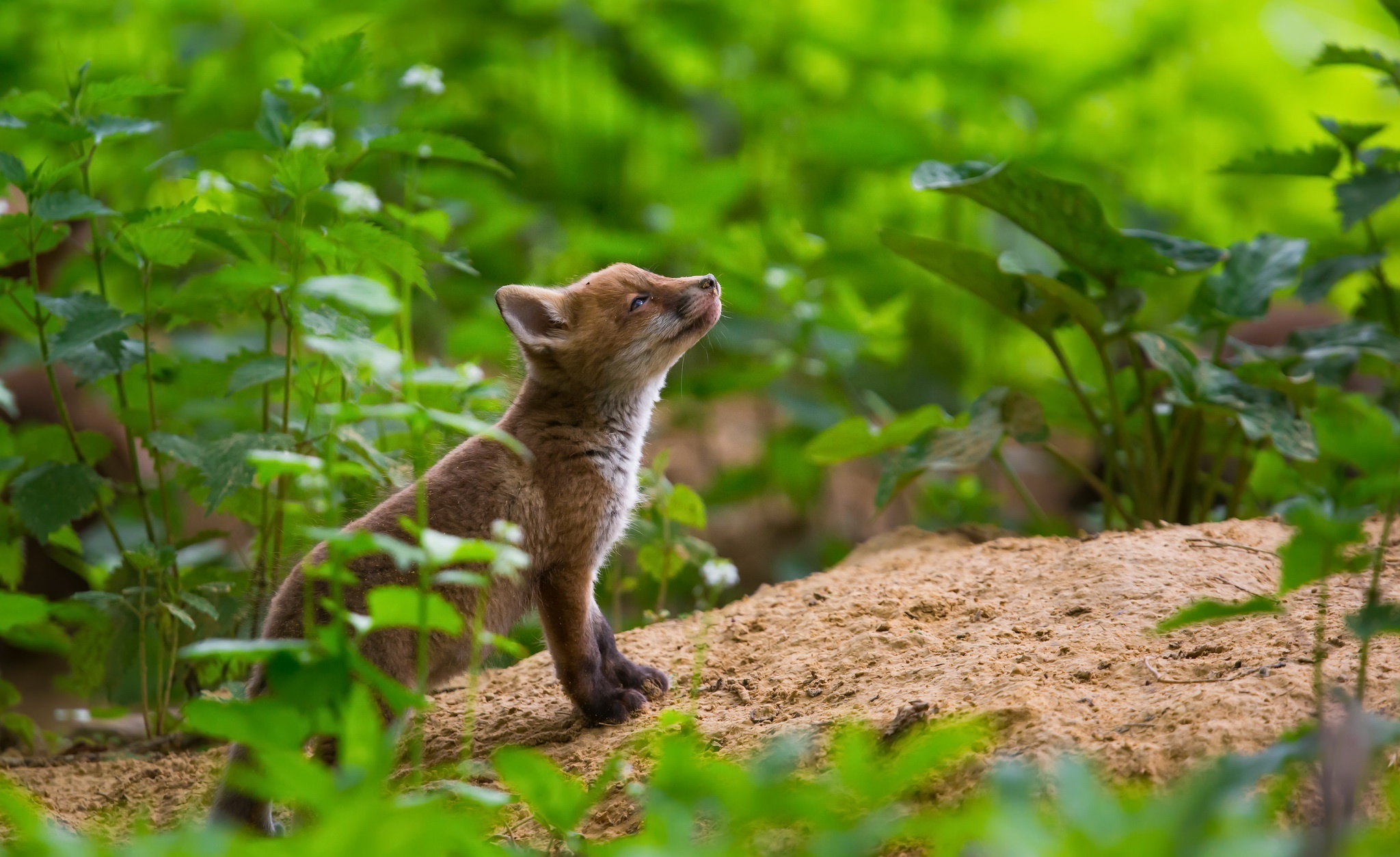 A young fox cub looks up in a green forest HD Wallpaper