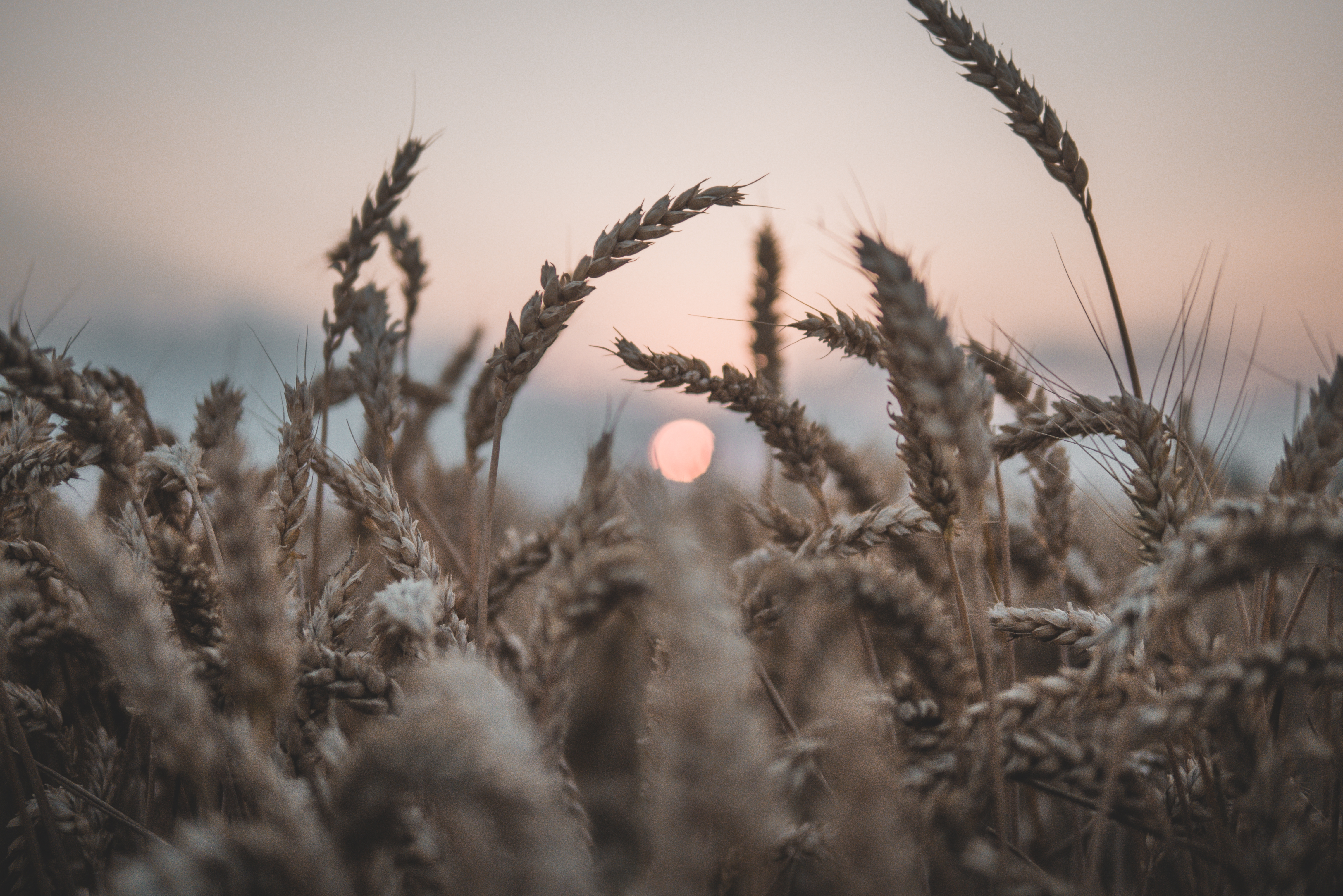 Wheat field at sunset HD Wallpaper