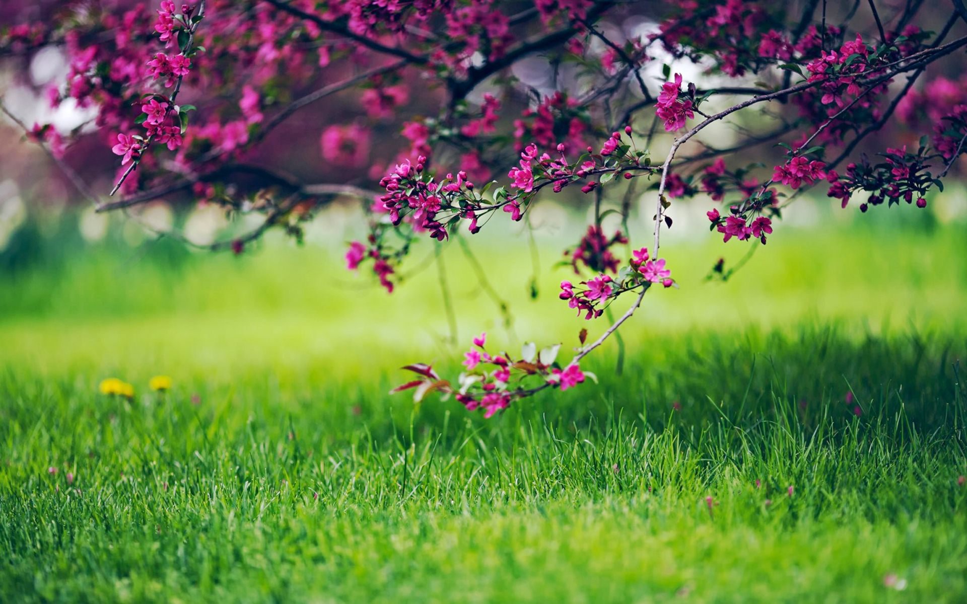 Pink cherry blossoms on branches over green grass HD Wallpaper