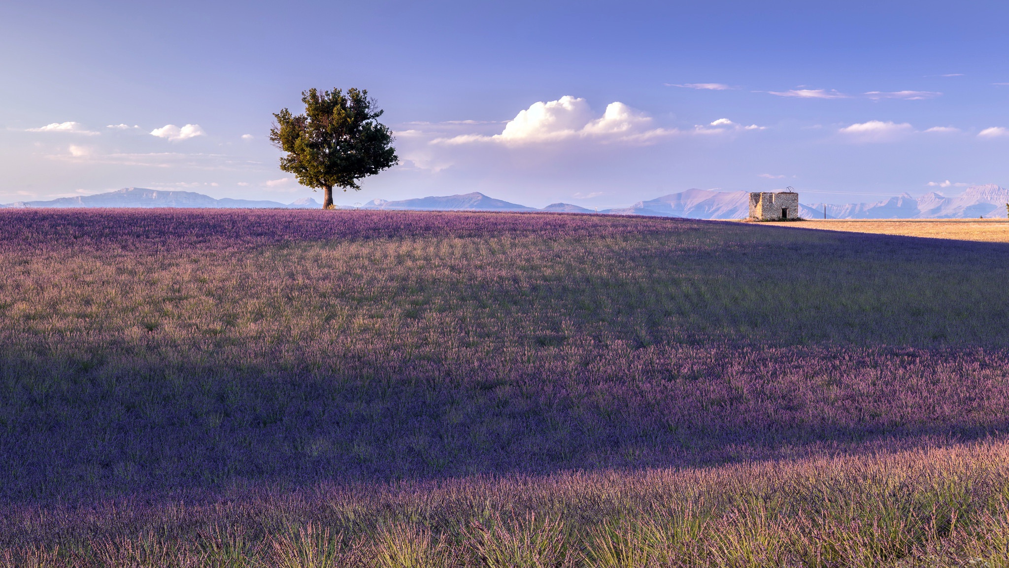 Lavender field in Provence, France with a lone tree and a stone structure HD Wallpaper