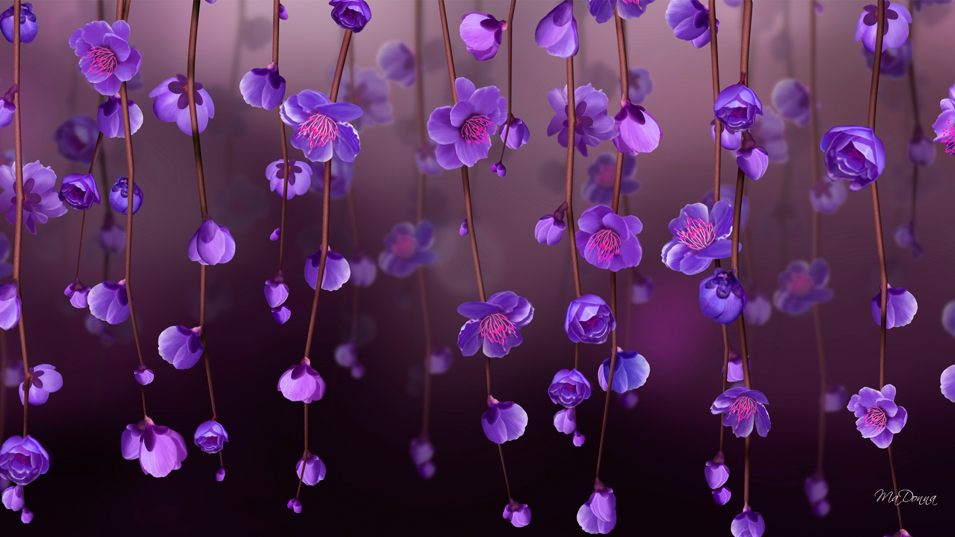 Purple flowers hanging from branches HD Wallpaper