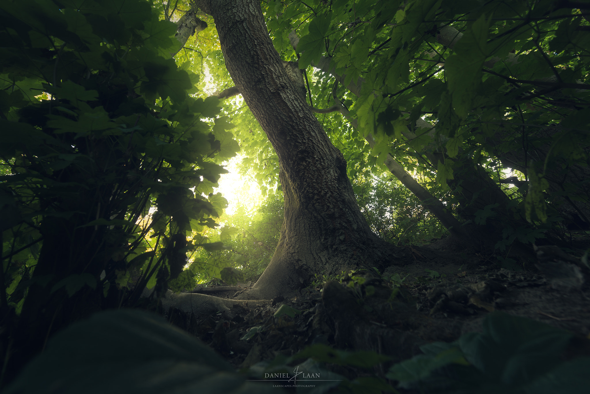 Sunlight filtering through trees in a dark forest HD Wallpaper