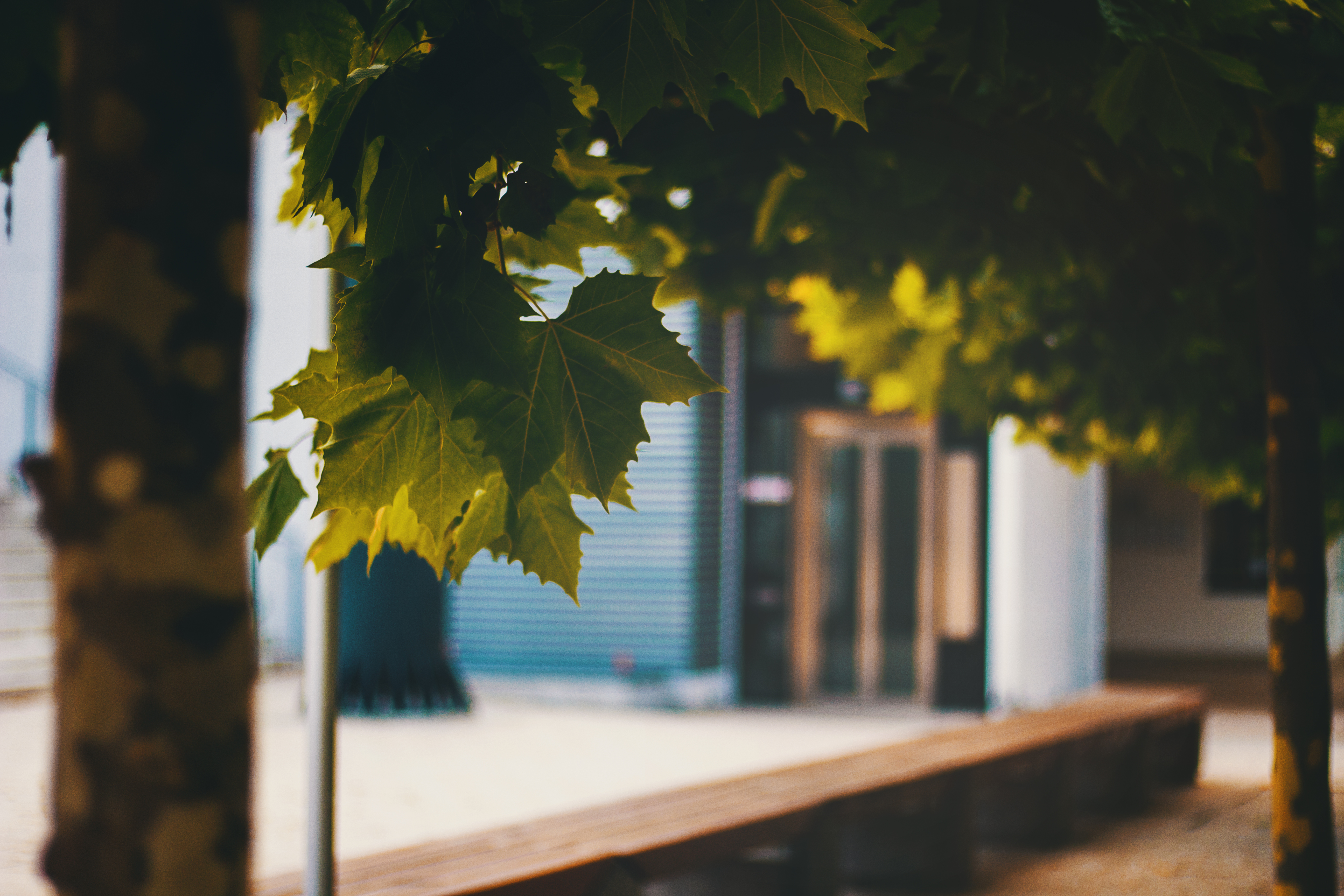 Green leaves on a tree branch with a building and bench HD Wallpaper