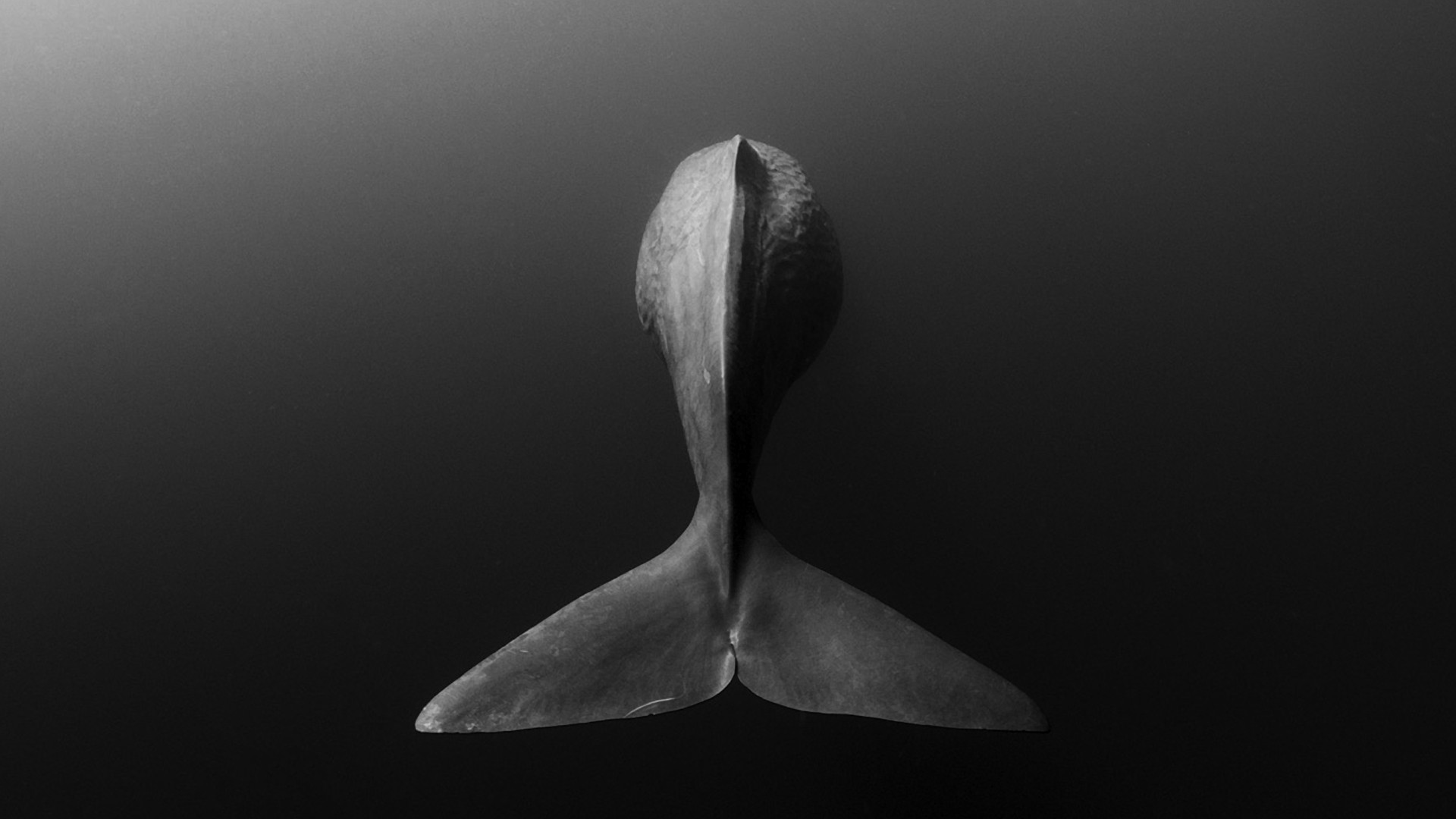 Whale tail from above in monochrome HD Wallpaper