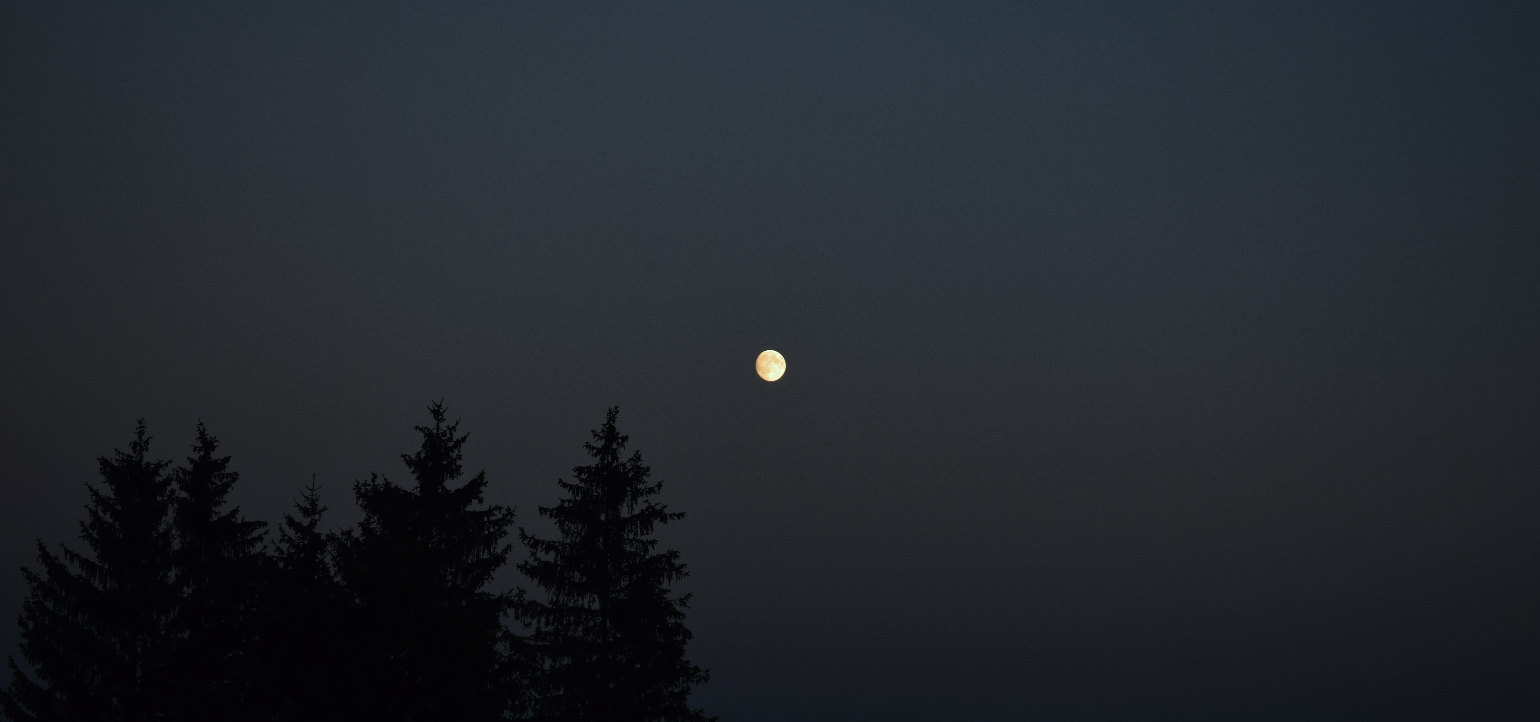 Moonlight over silhouetted pine trees HD Wallpaper