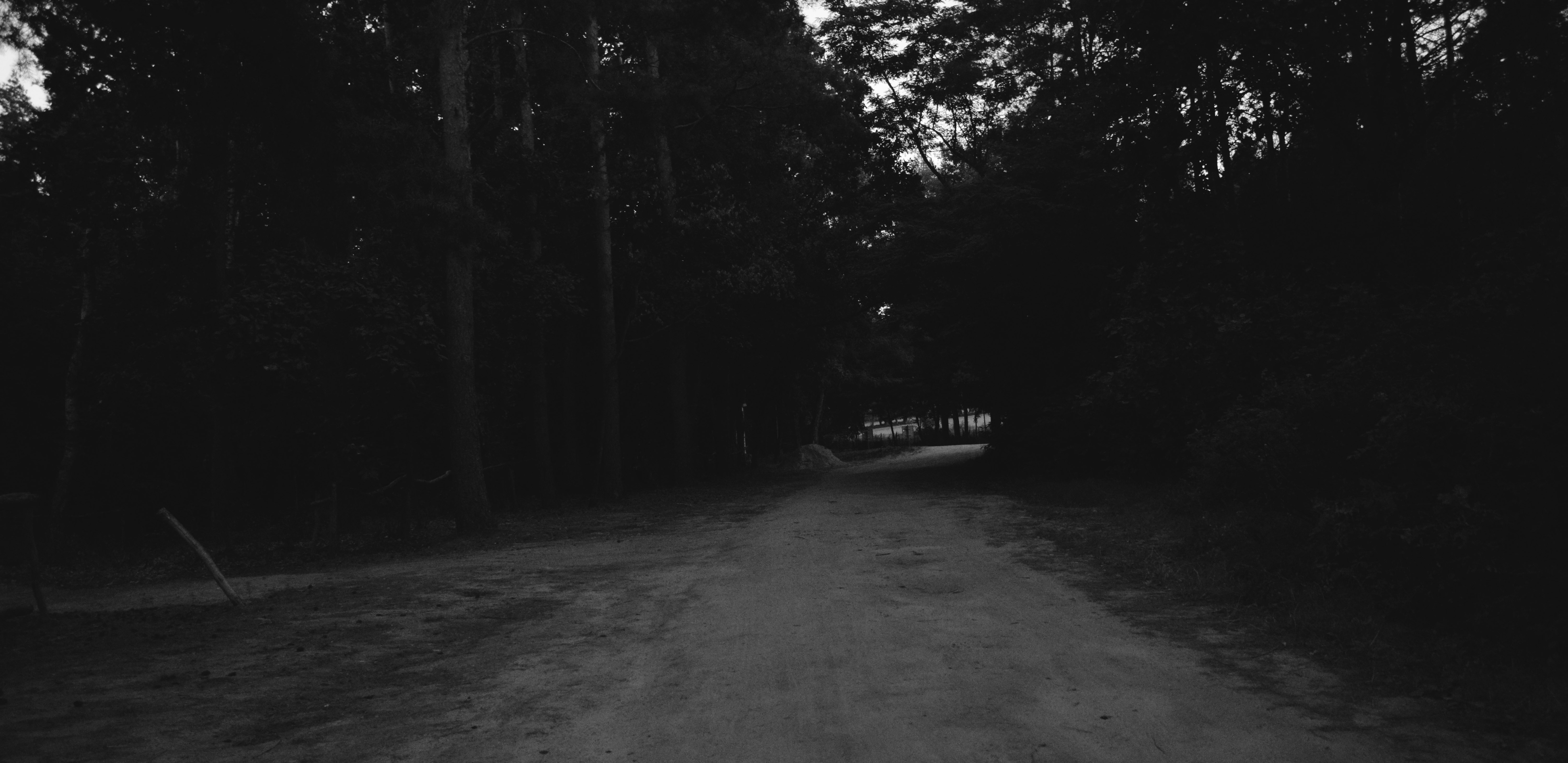 Dirt road through a dark forest HD Wallpaper