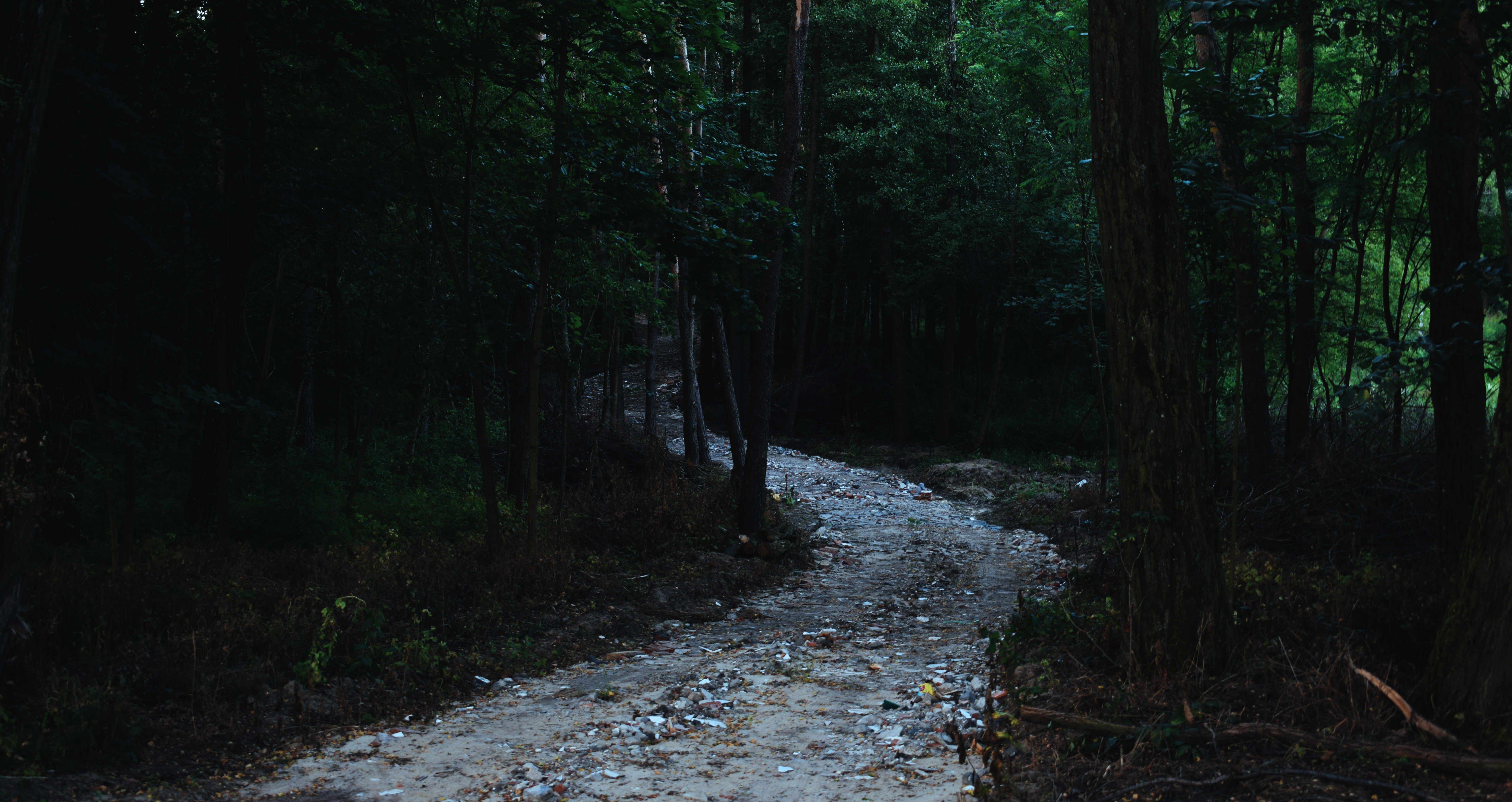 A dirt road winds through a dark forest HD Wallpaper