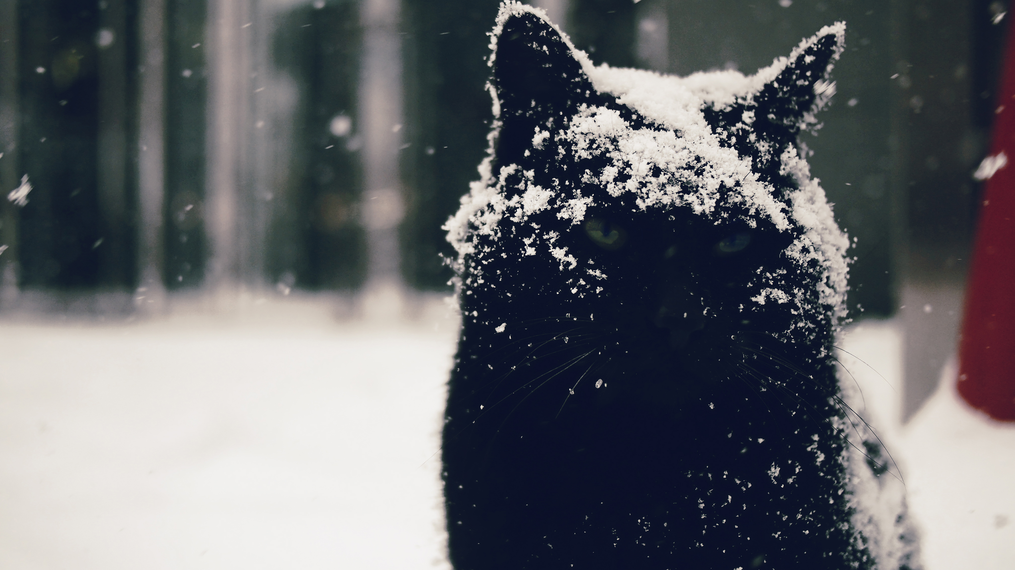 Black cat covered in snow during snowfall HD Wallpaper