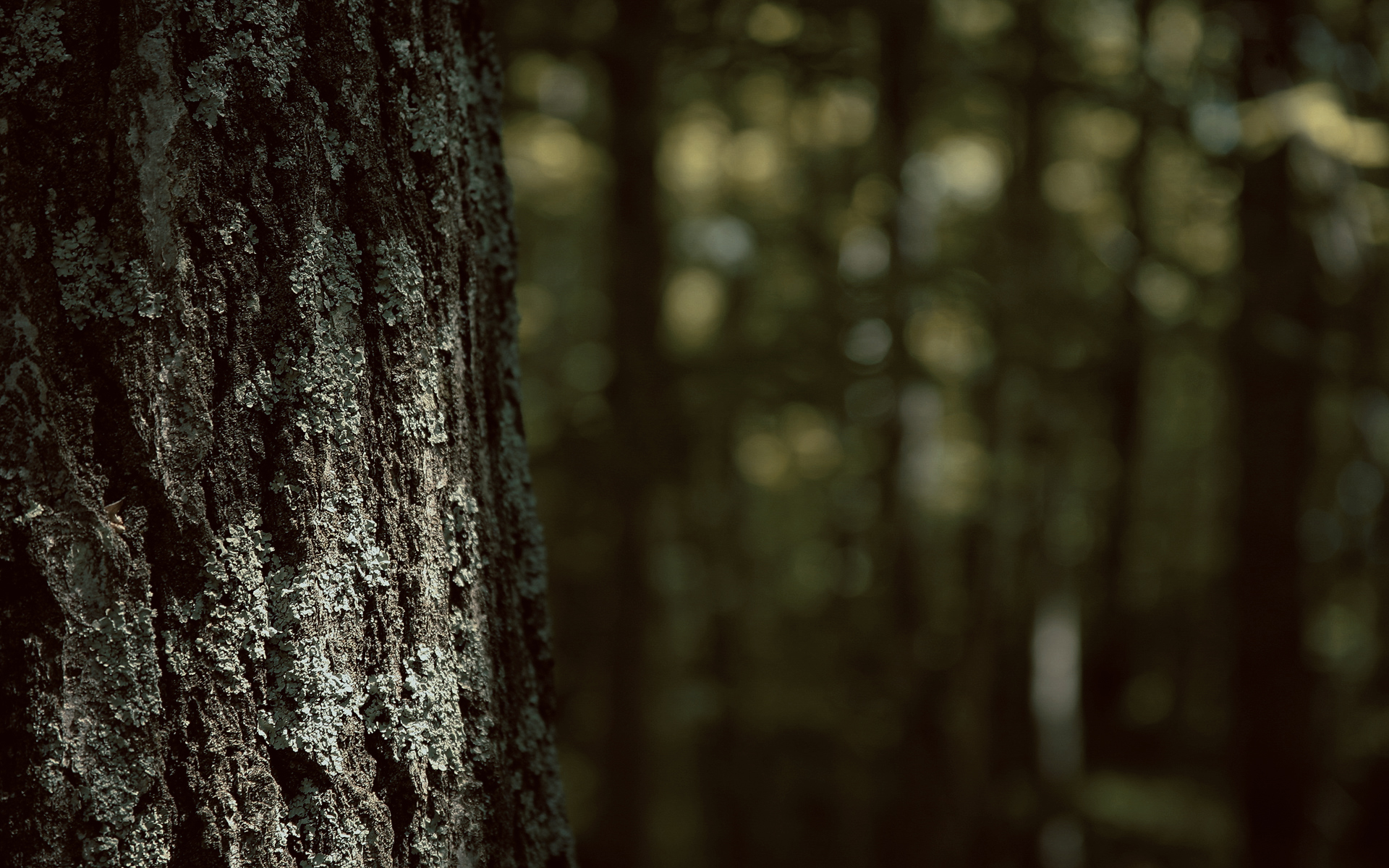 Close-up of tree bark in a forest HD Wallpaper