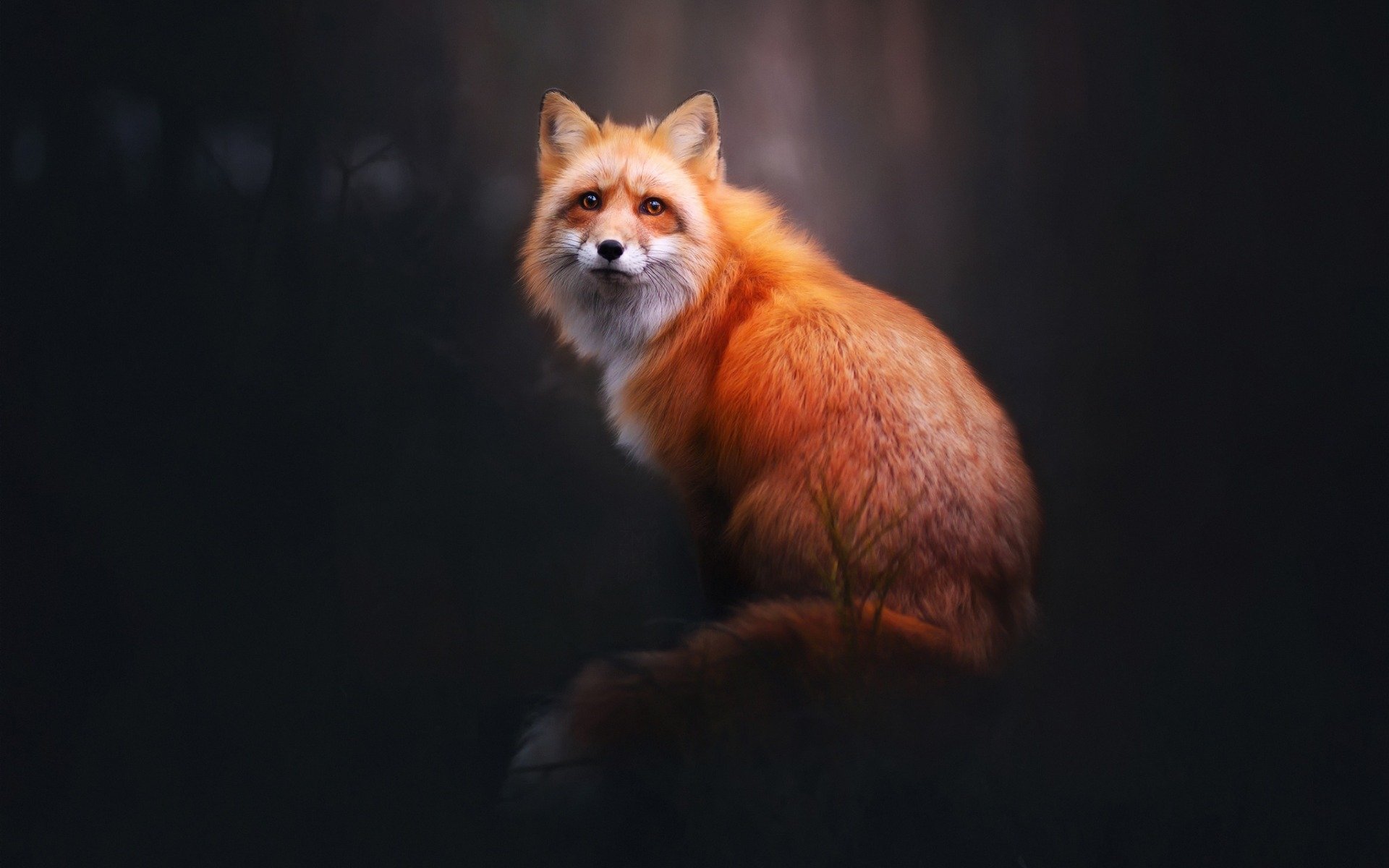 Red fox sitting in dark forest HD Wallpaper