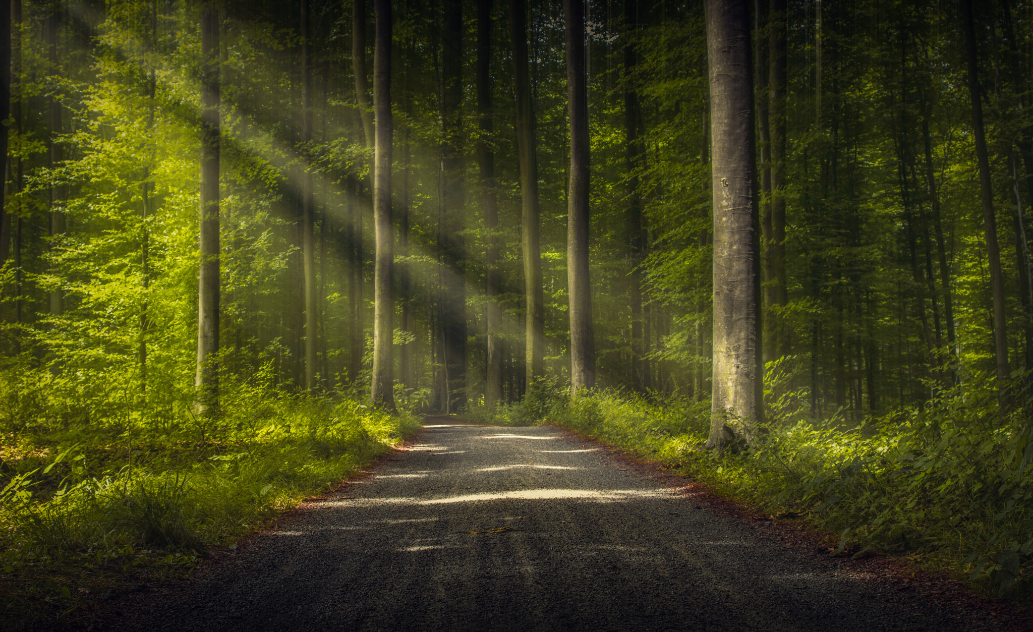 Sun rays in a forest with a road HD Wallpaper