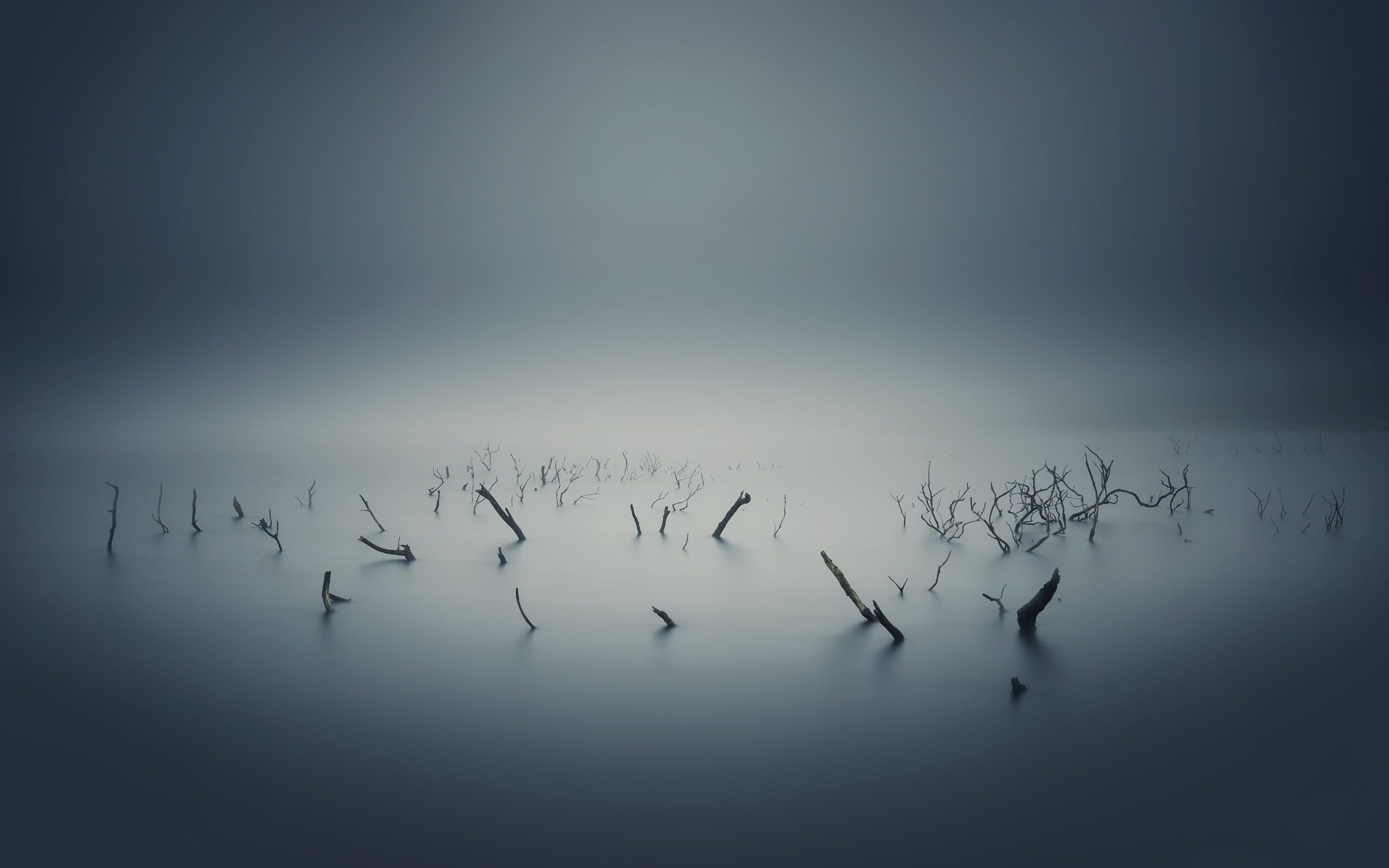 Bare branches in misty water landscape HD Wallpaper