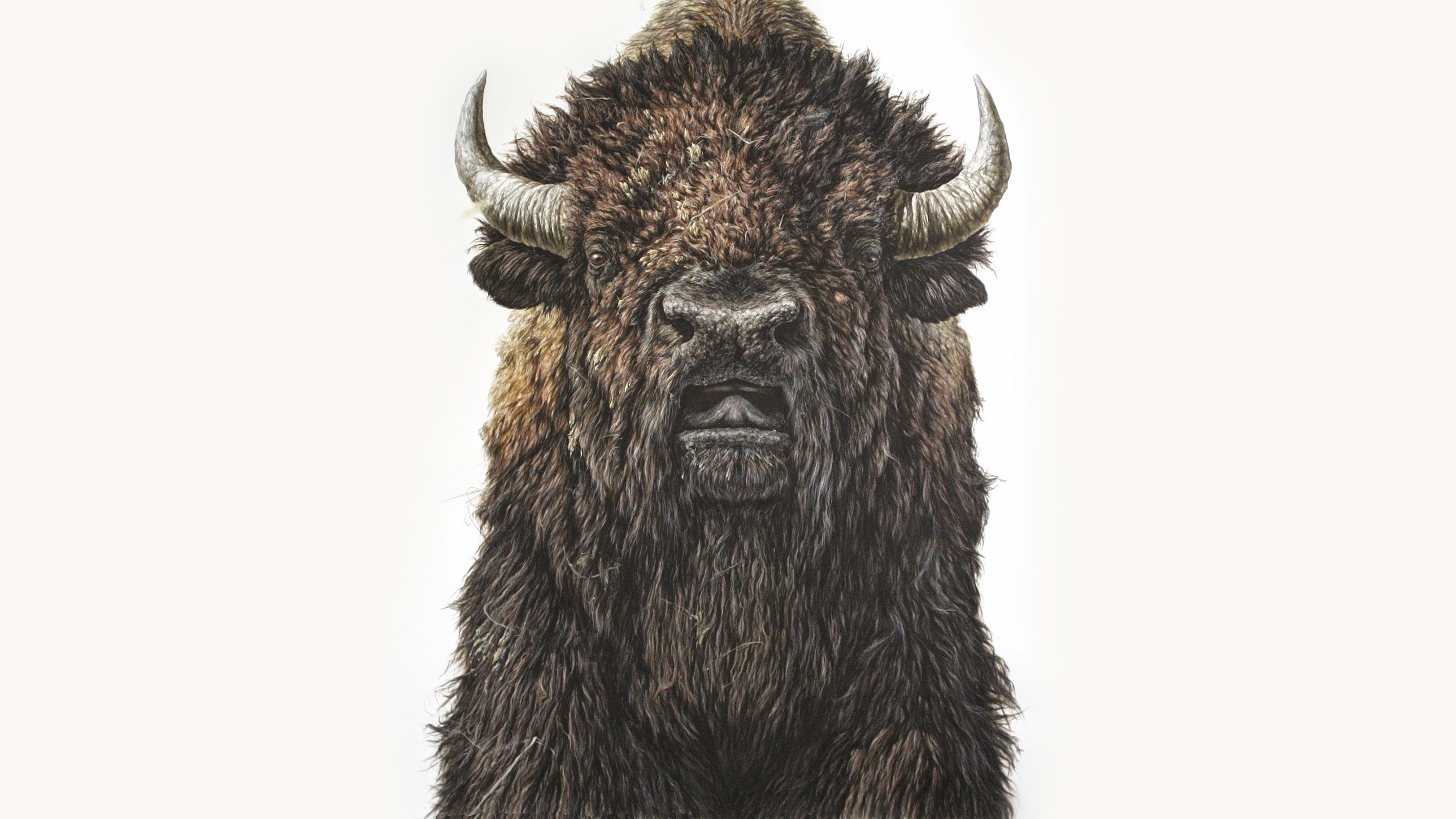 Realistic painting of a bison's head by George Boorujy HD Wallpaper