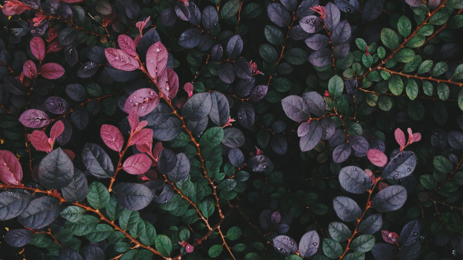 Close-up of dark green and purple leaves with water droplets HD Wallpaper