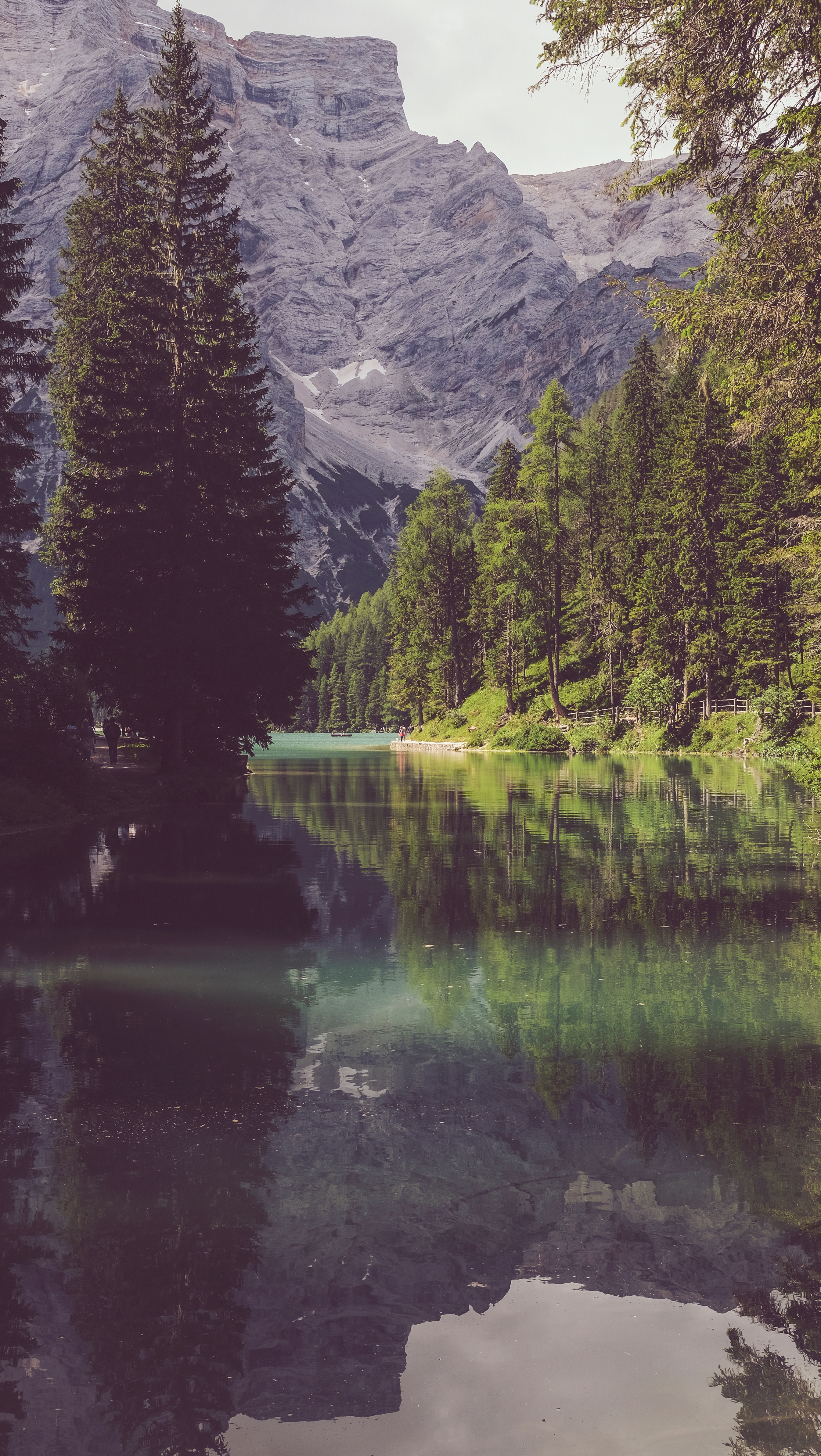 Lake and mountains with pine trees HD Wallpaper