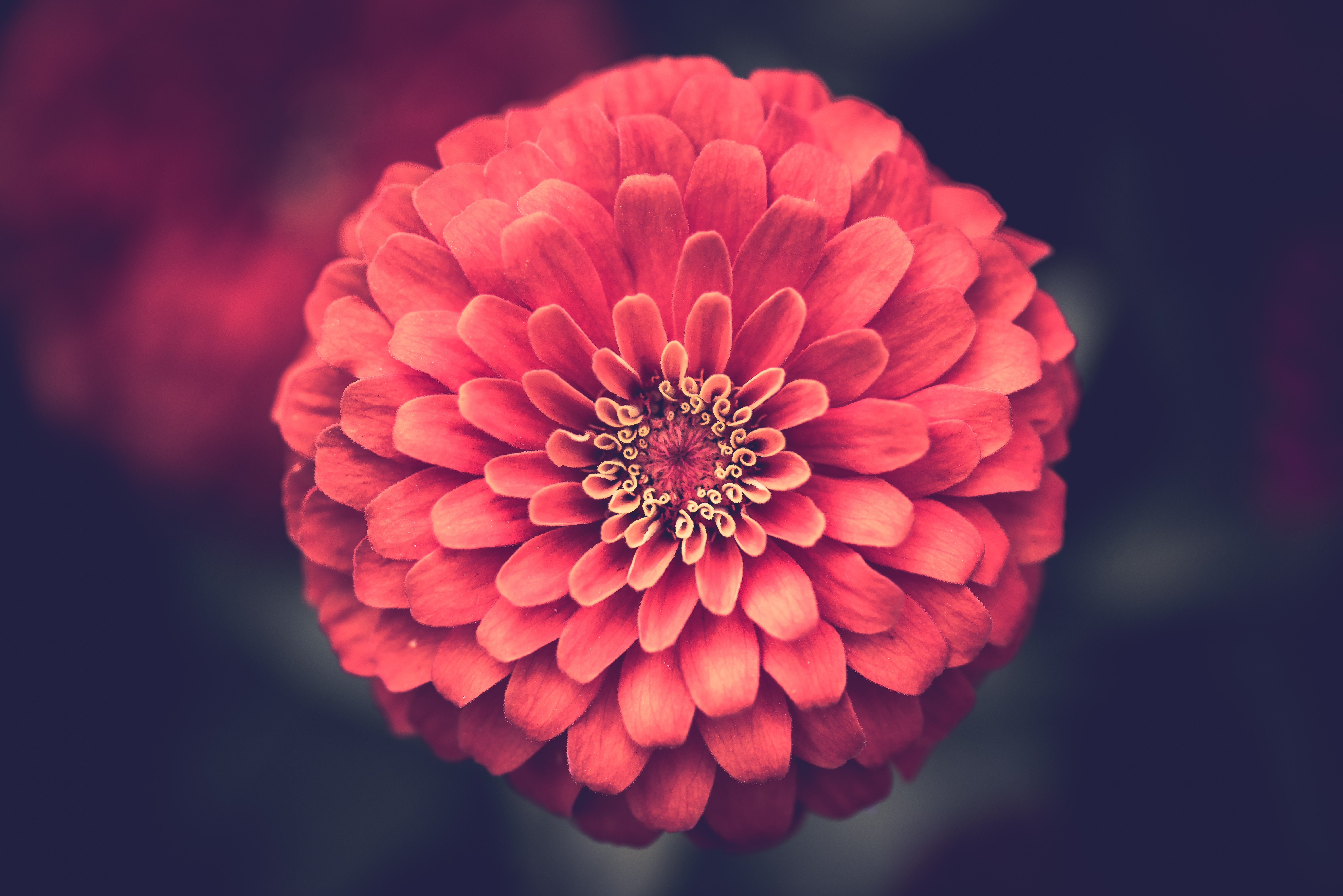 Close-up of a red zinnia flower HD Wallpaper