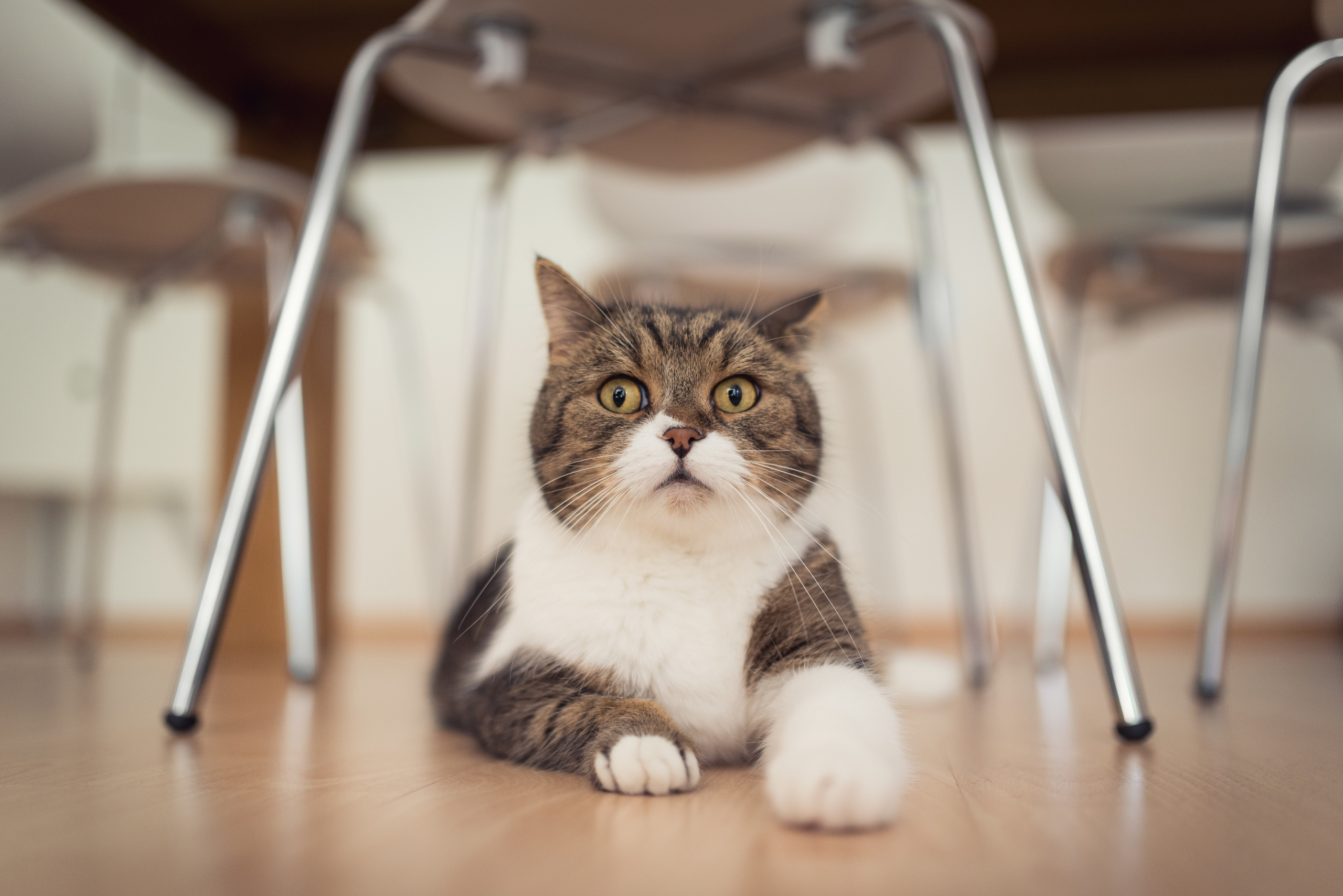 A tabby and white cat lies on a wooden floor under chairs HD Wallpaper