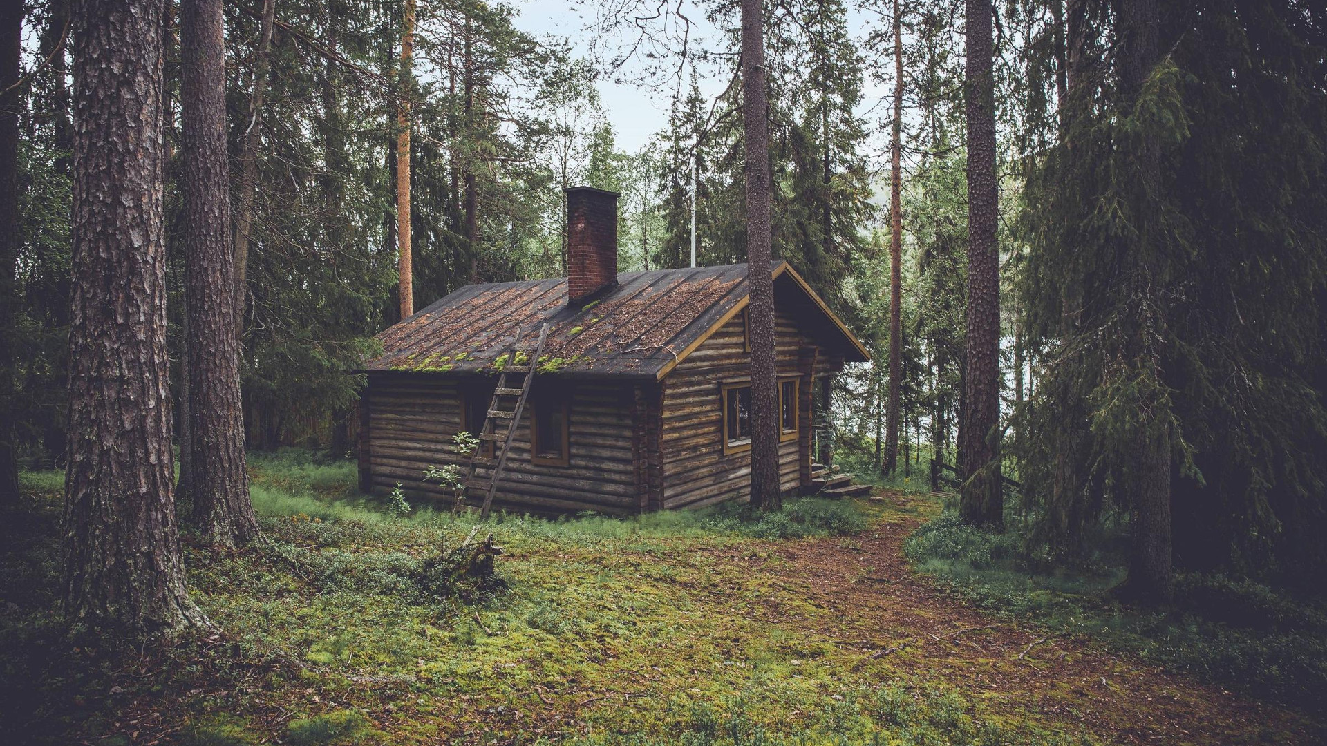 Wooden cabin in a dense pine forest HD Wallpaper