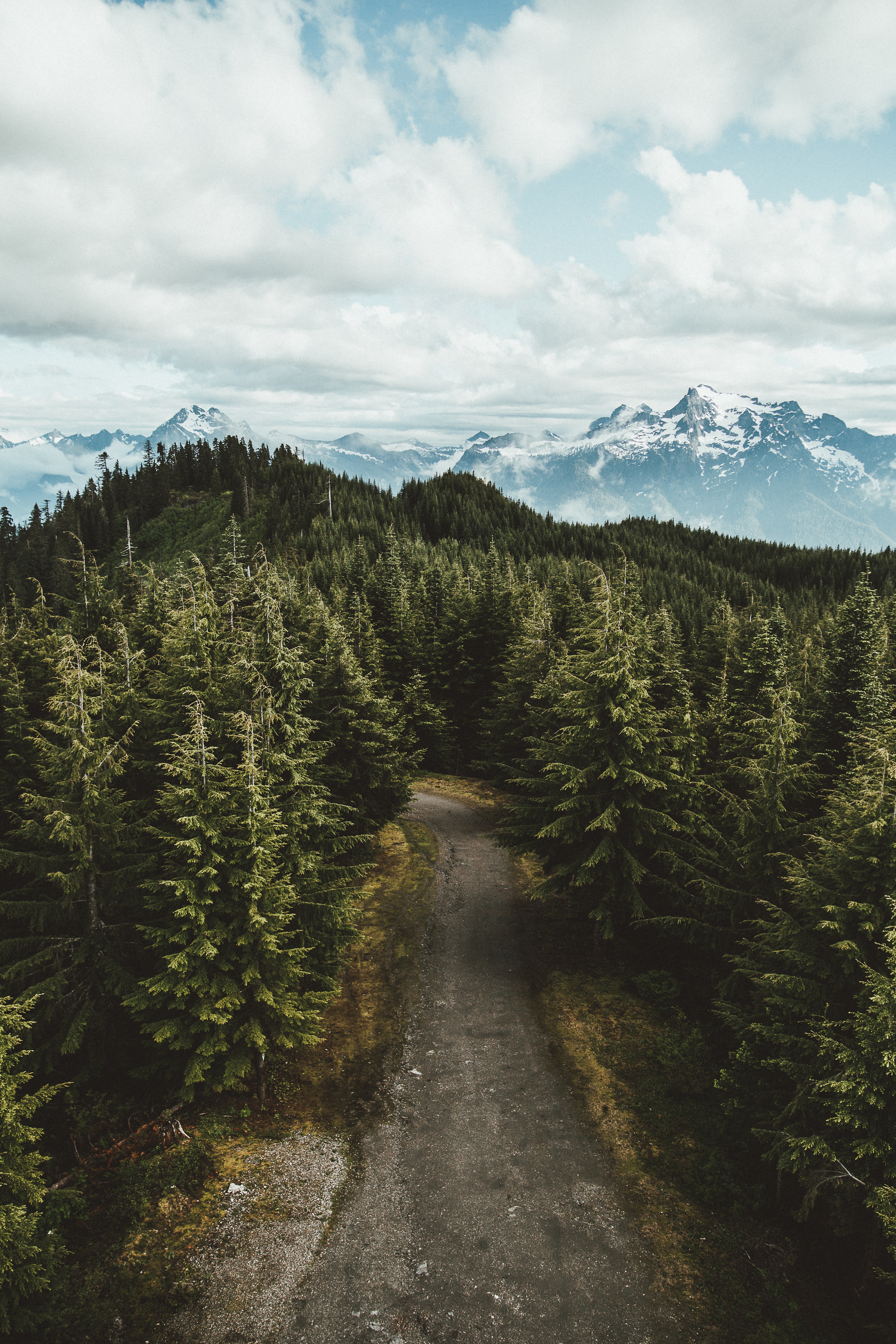 Dirt road through a pine forest with snow-capped mountains in the background HD Wallpaper
