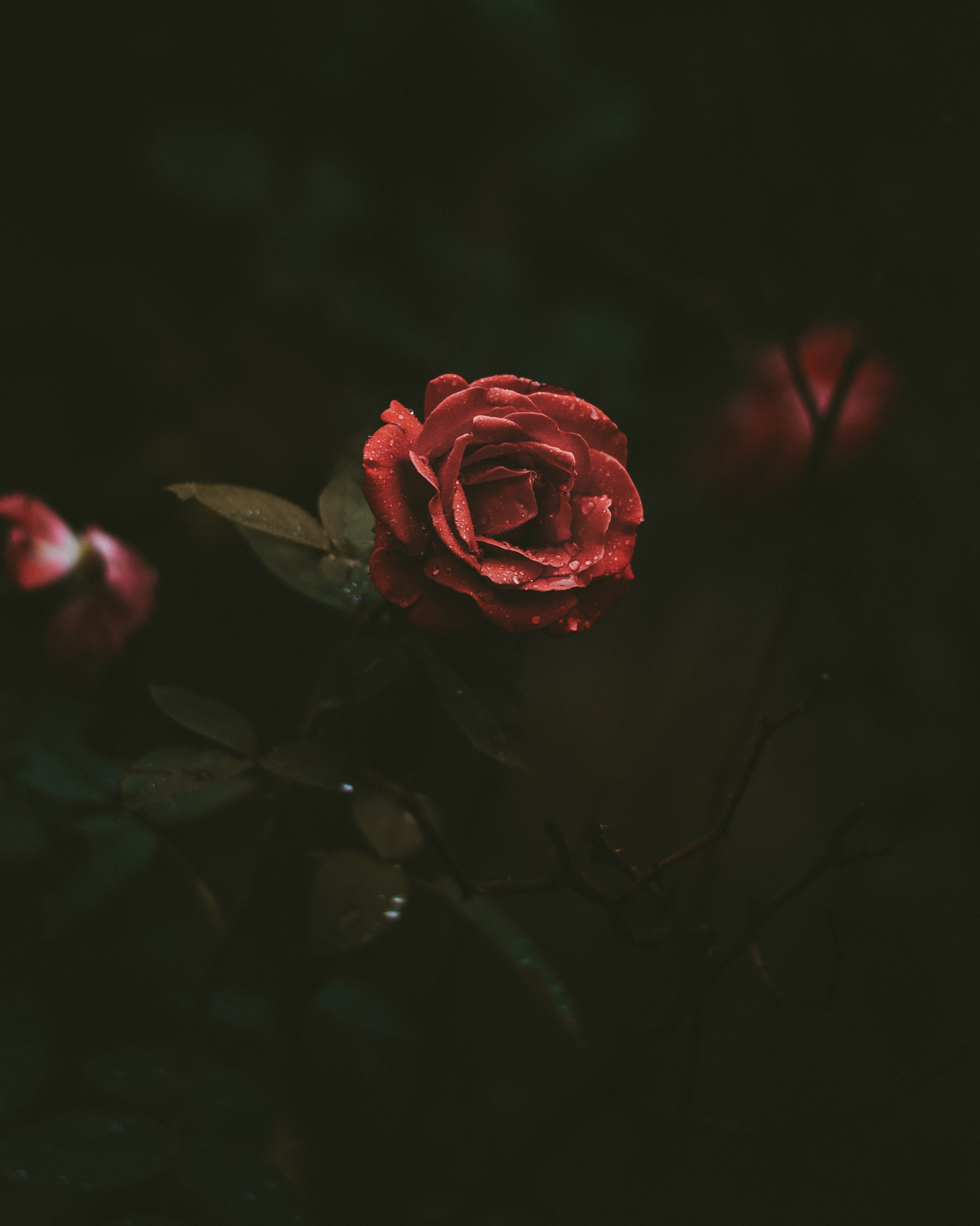 Red rose with water droplets in dark garden HD Wallpaper