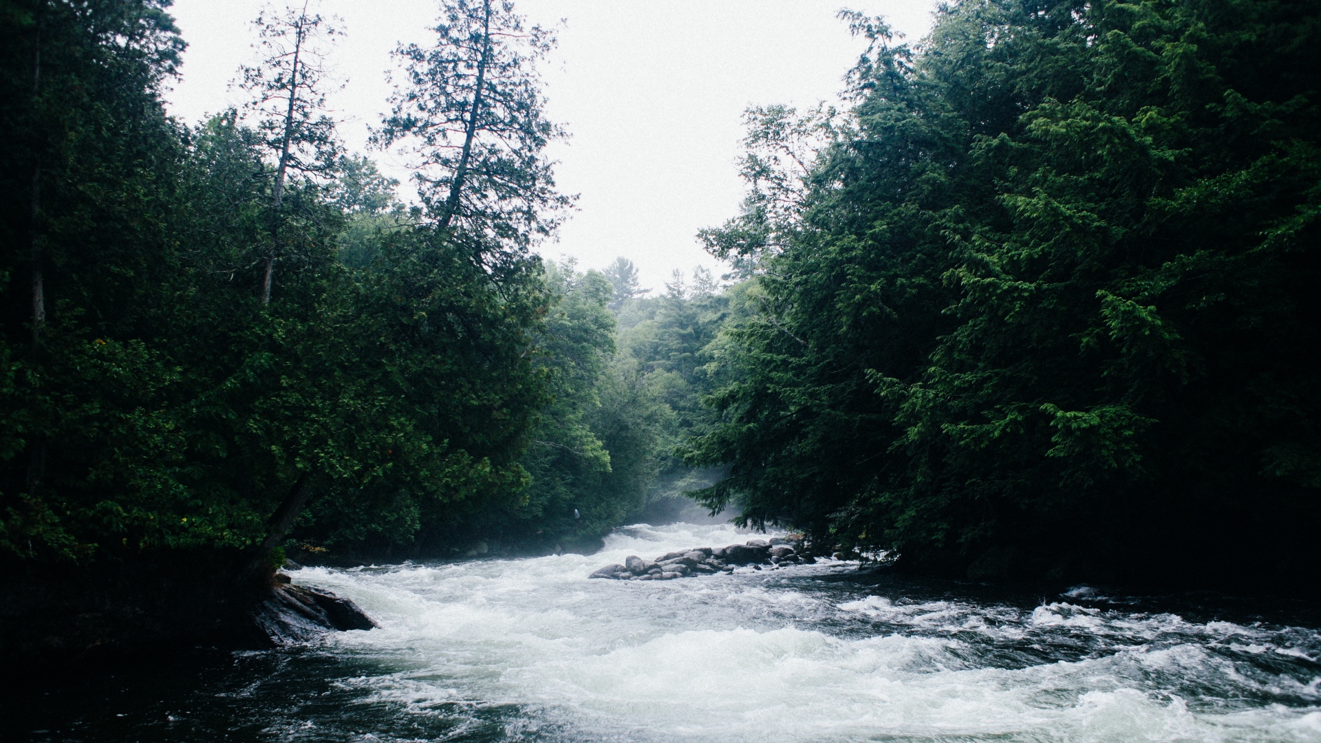 River flowing through a dense forest HD Wallpaper