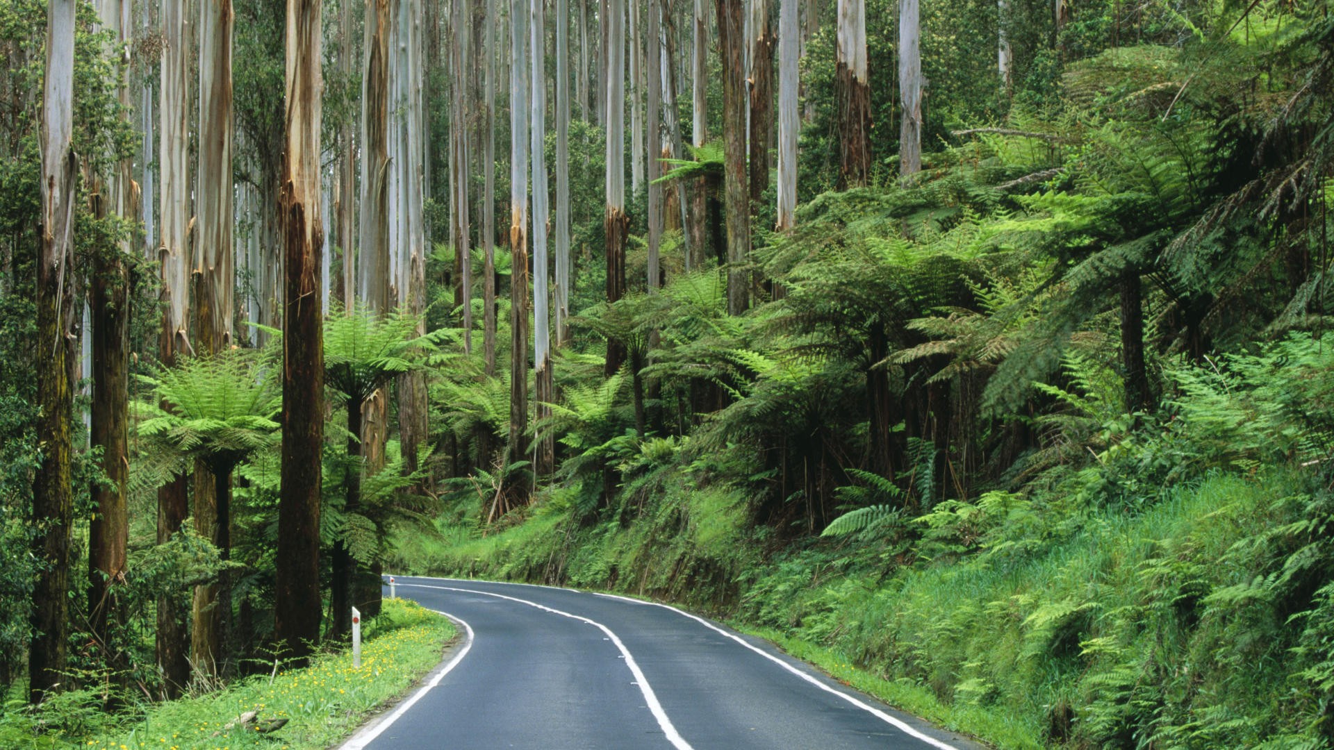 Road through a forest in Australia HD Wallpaper