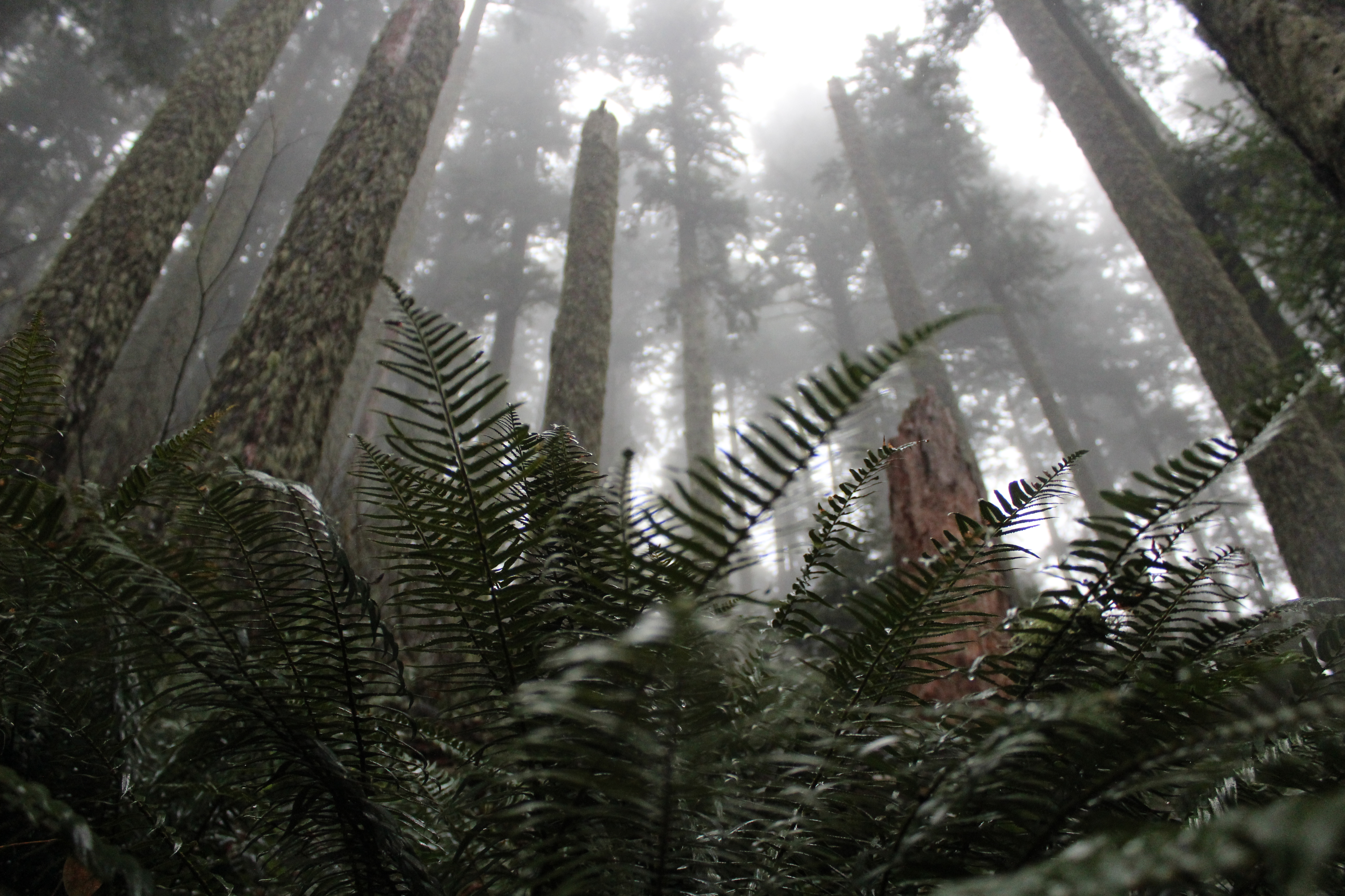 Misty forest with ferns and tall trees HD Wallpaper