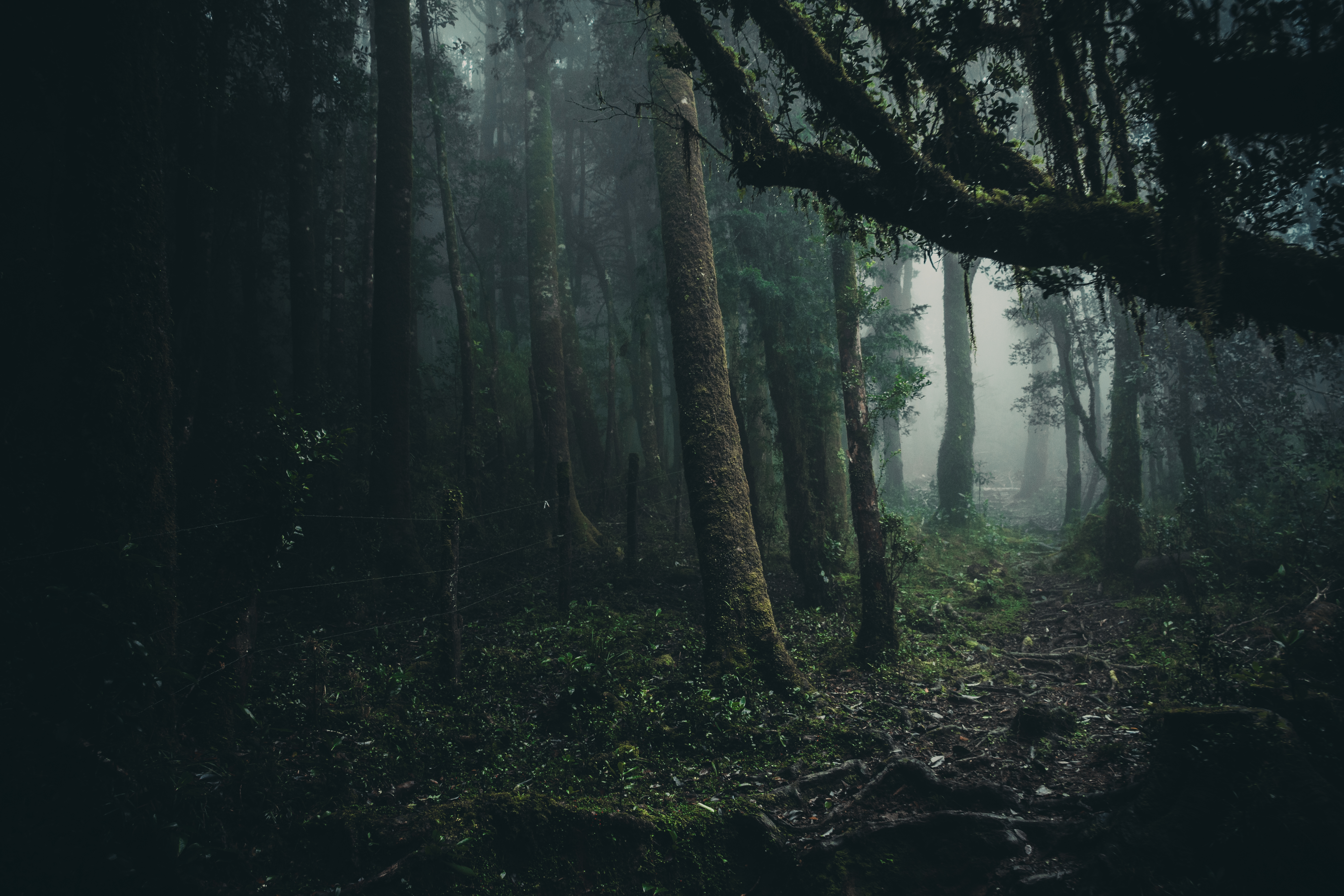 Misty forest path in Oncol Park HD Wallpaper