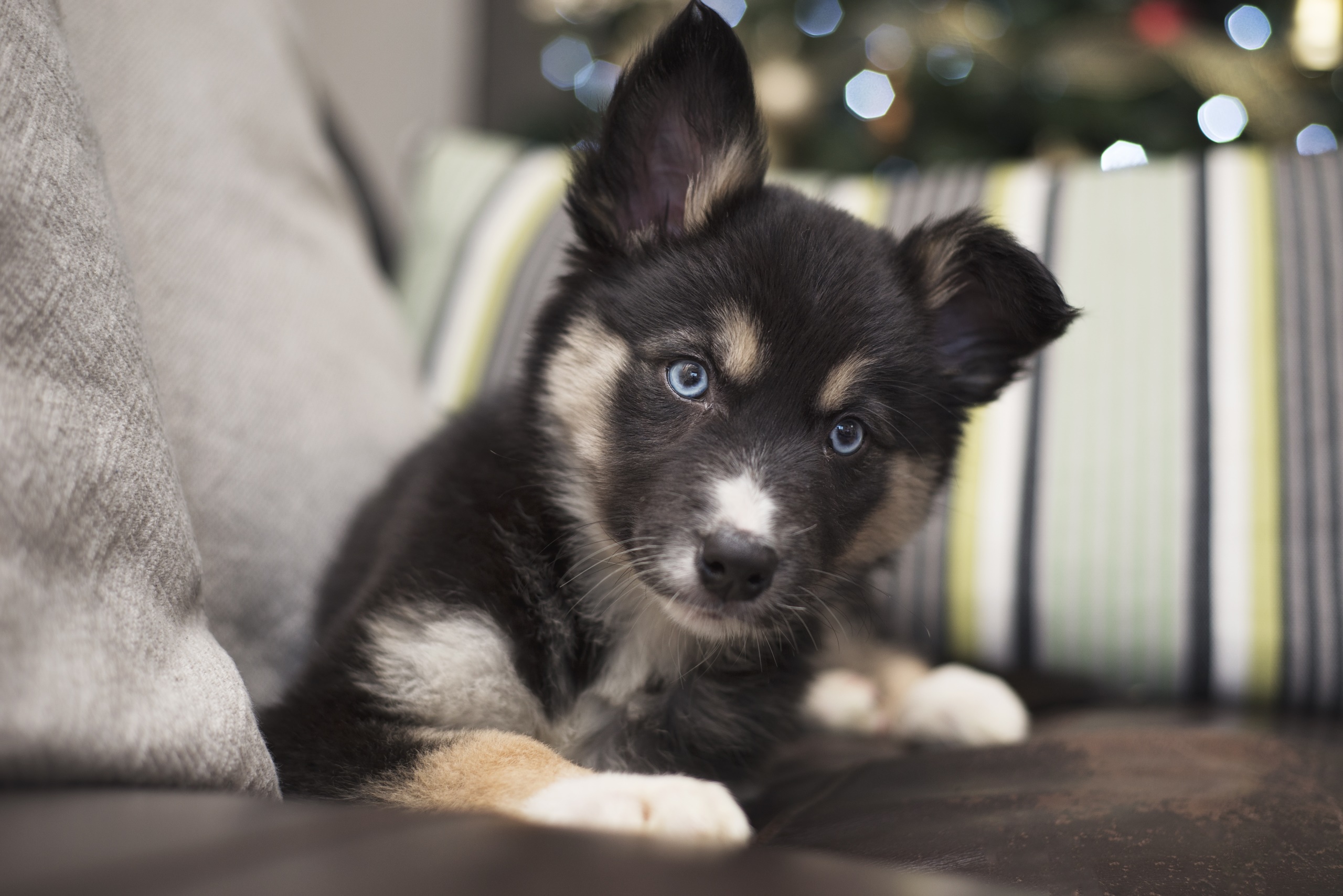 Husky puppy with blue eyes on a couch HD Wallpaper