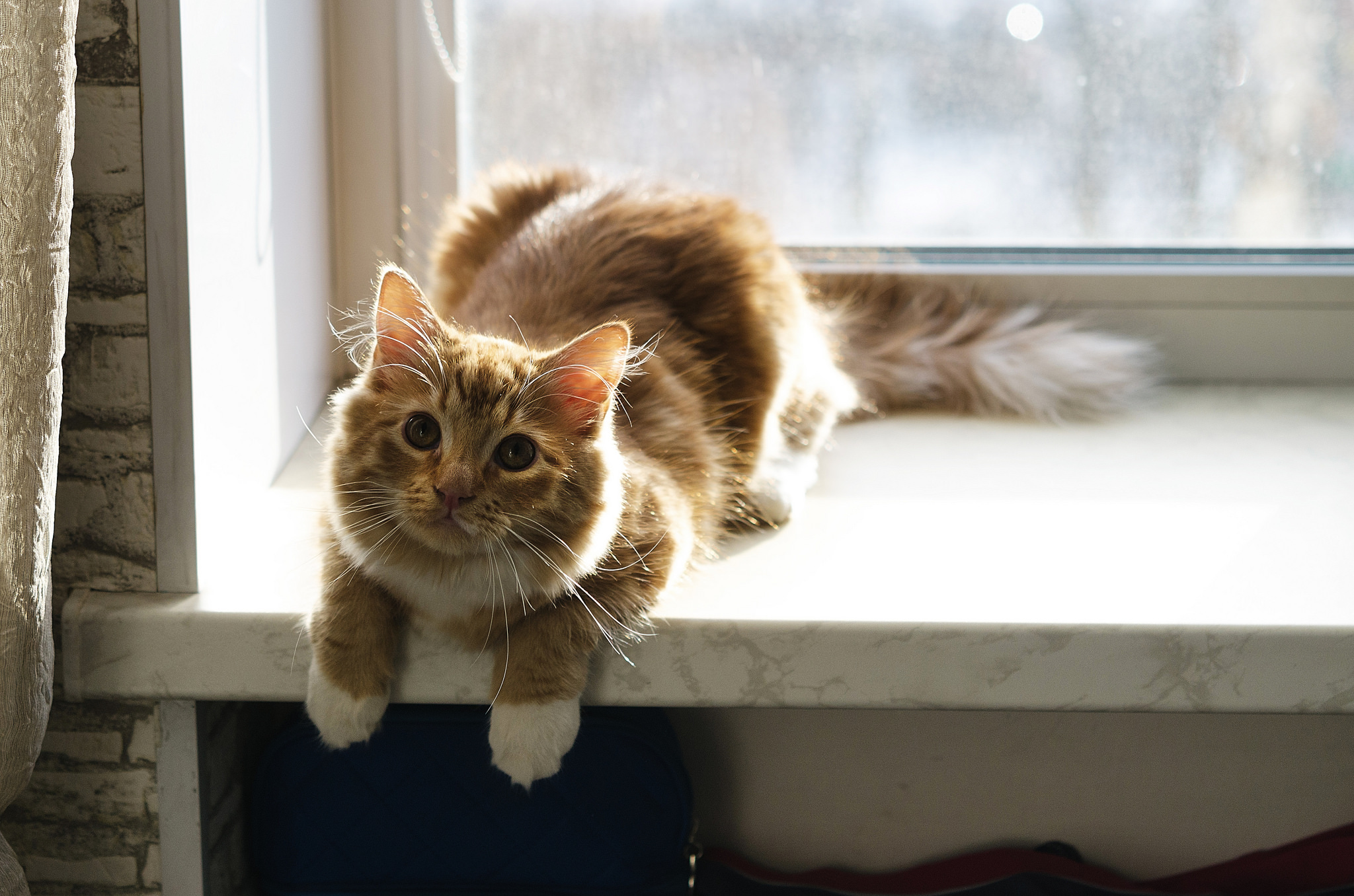 Orange tabby cat lying on a windowsill HD Wallpaper