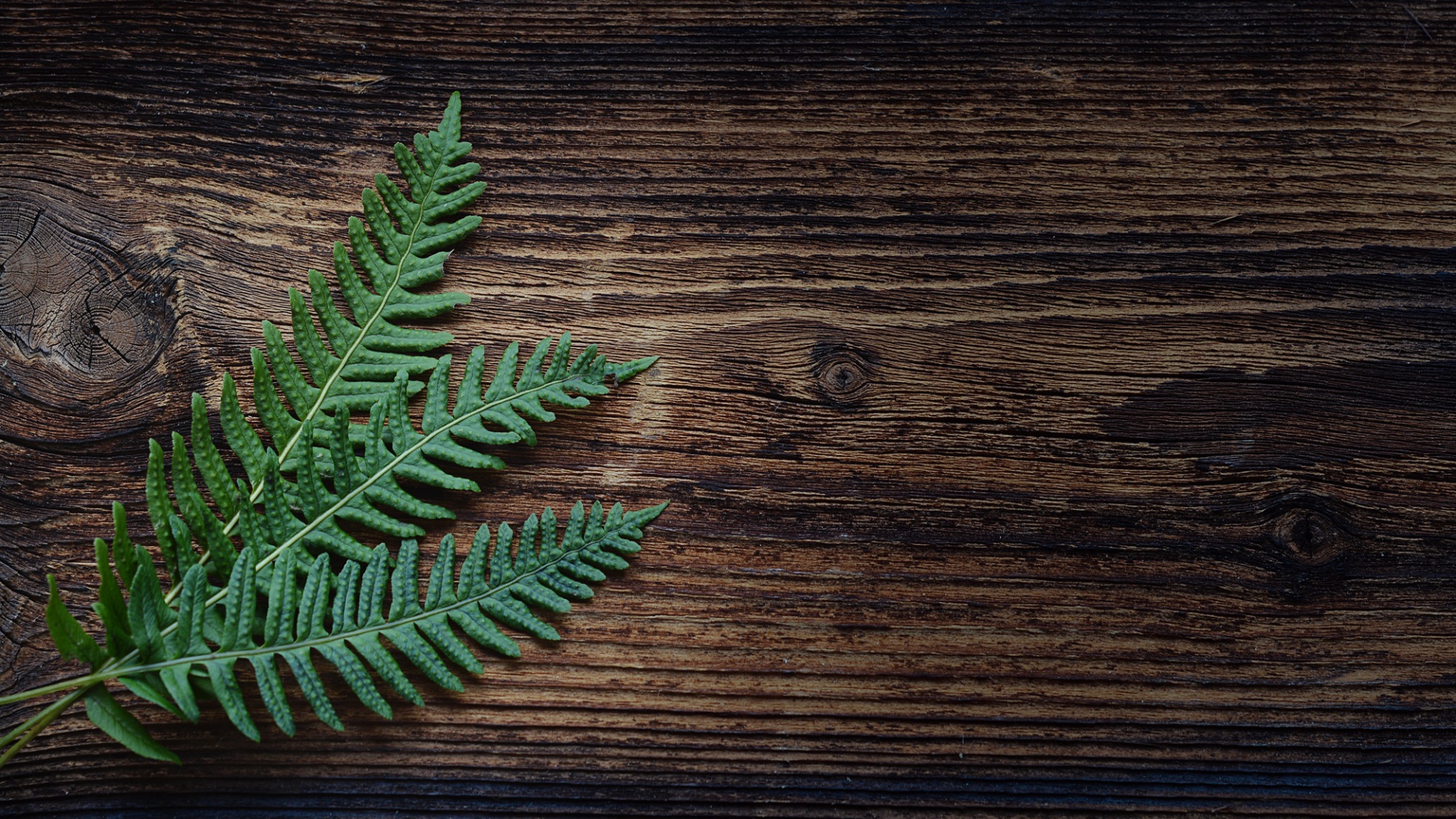 Green fern leaves on a wooden surface HD Wallpaper