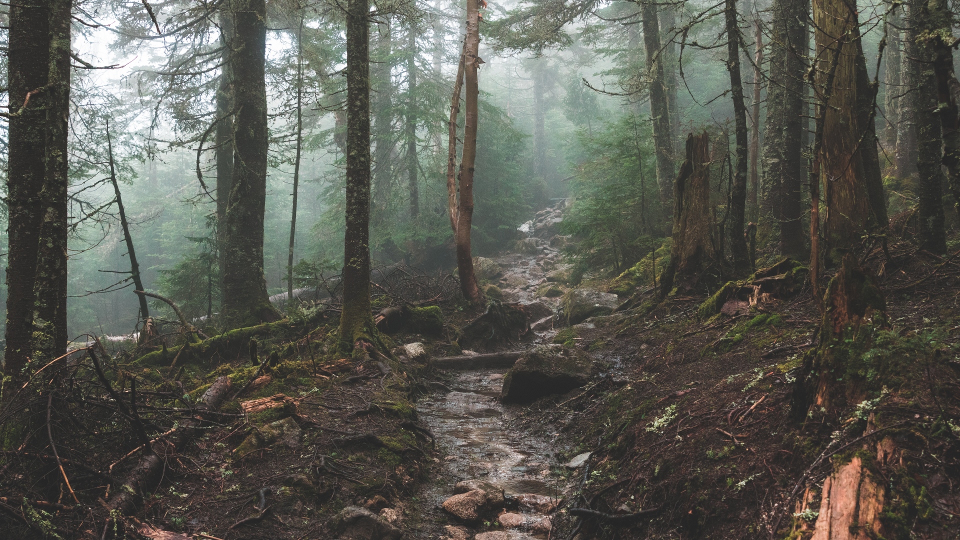 Misty forest path with trees and creek HD Wallpaper