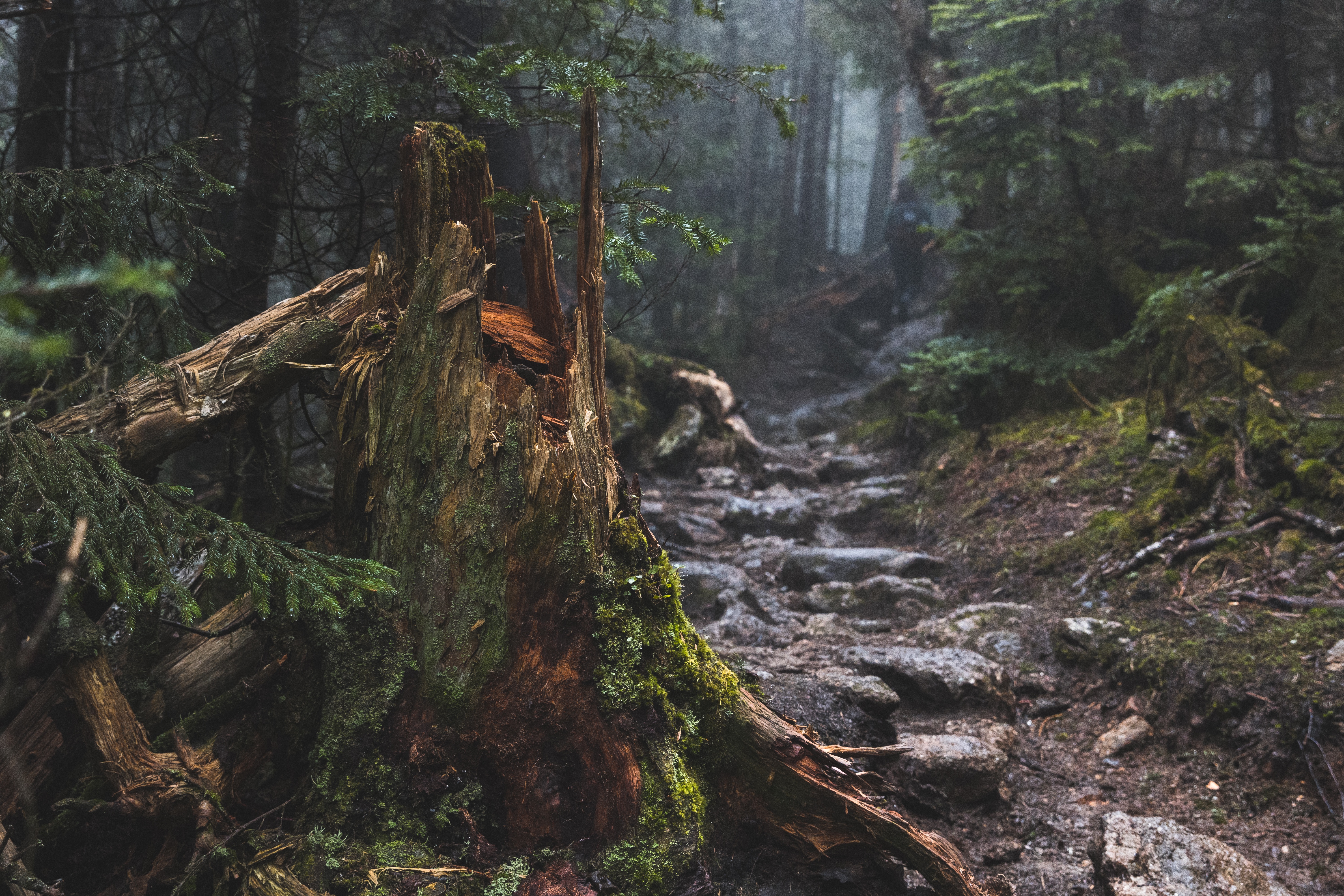 Misty forest path with a tree stump HD Wallpaper