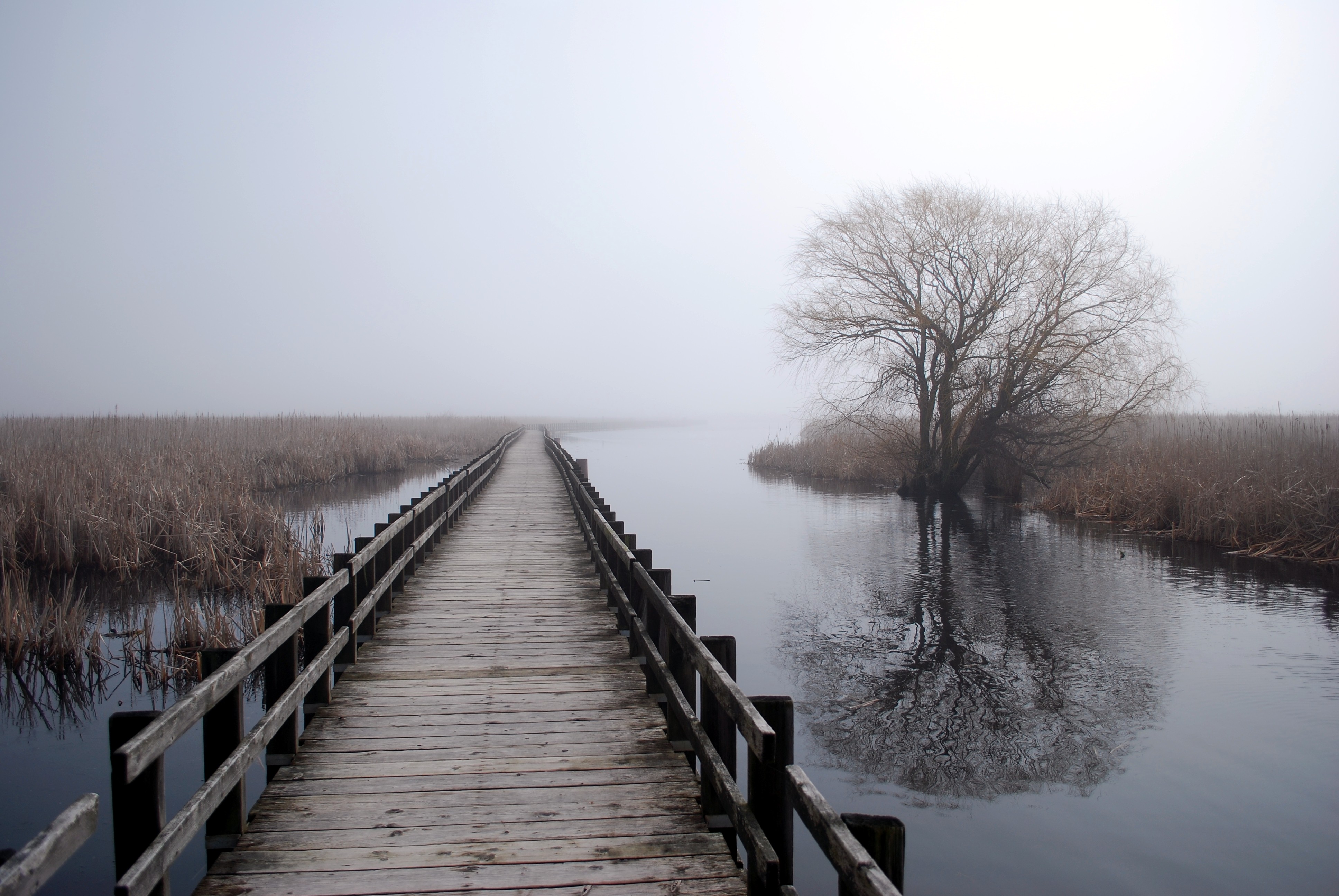 Wooden boardwalk over water with bare tree and reeds HD Wallpaper