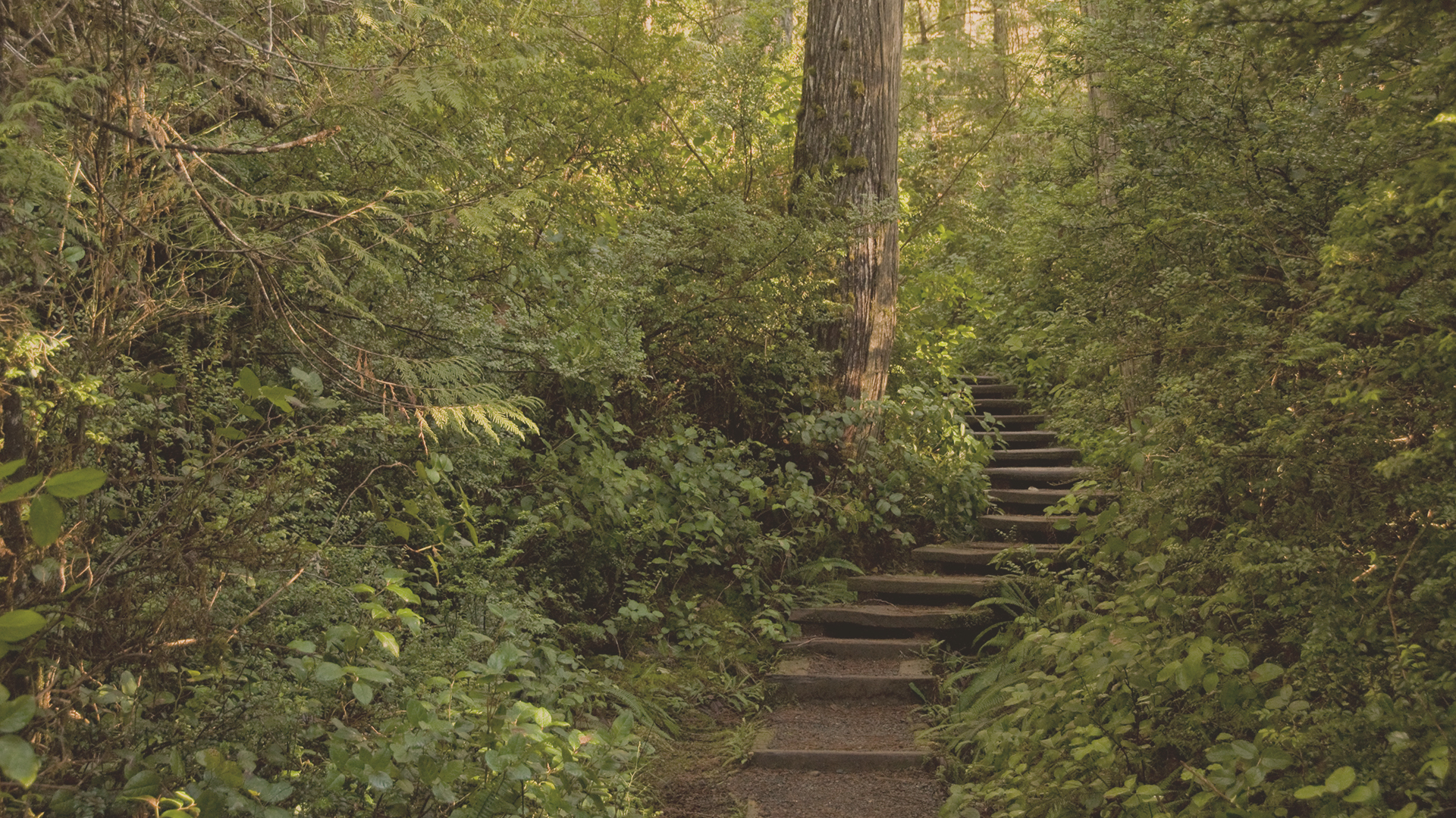 Wooden stairs ascend through a dense, green forest. HD Wallpaper