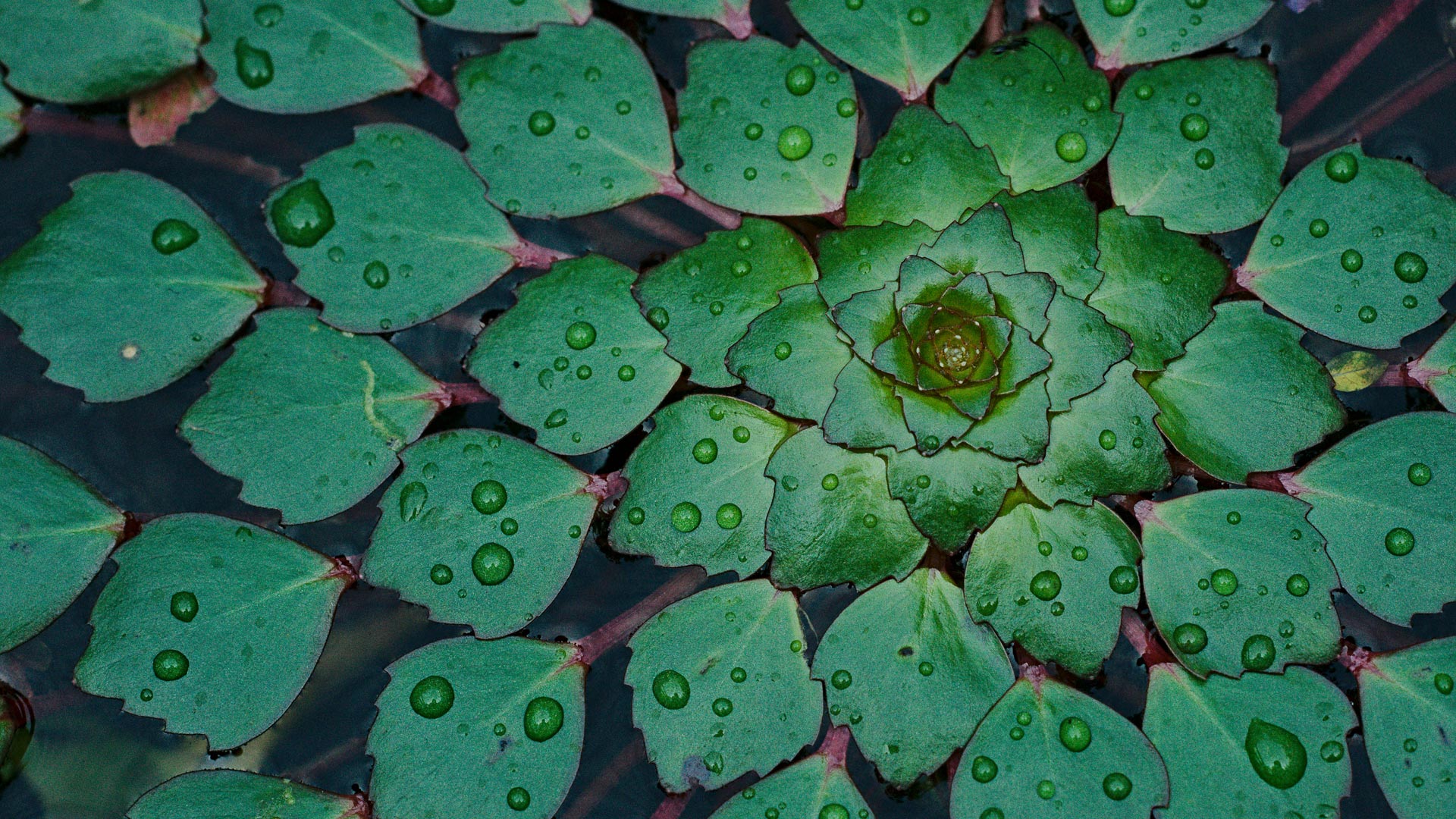 Water drops on green leaves arranged in a spiral pattern HD Wallpaper