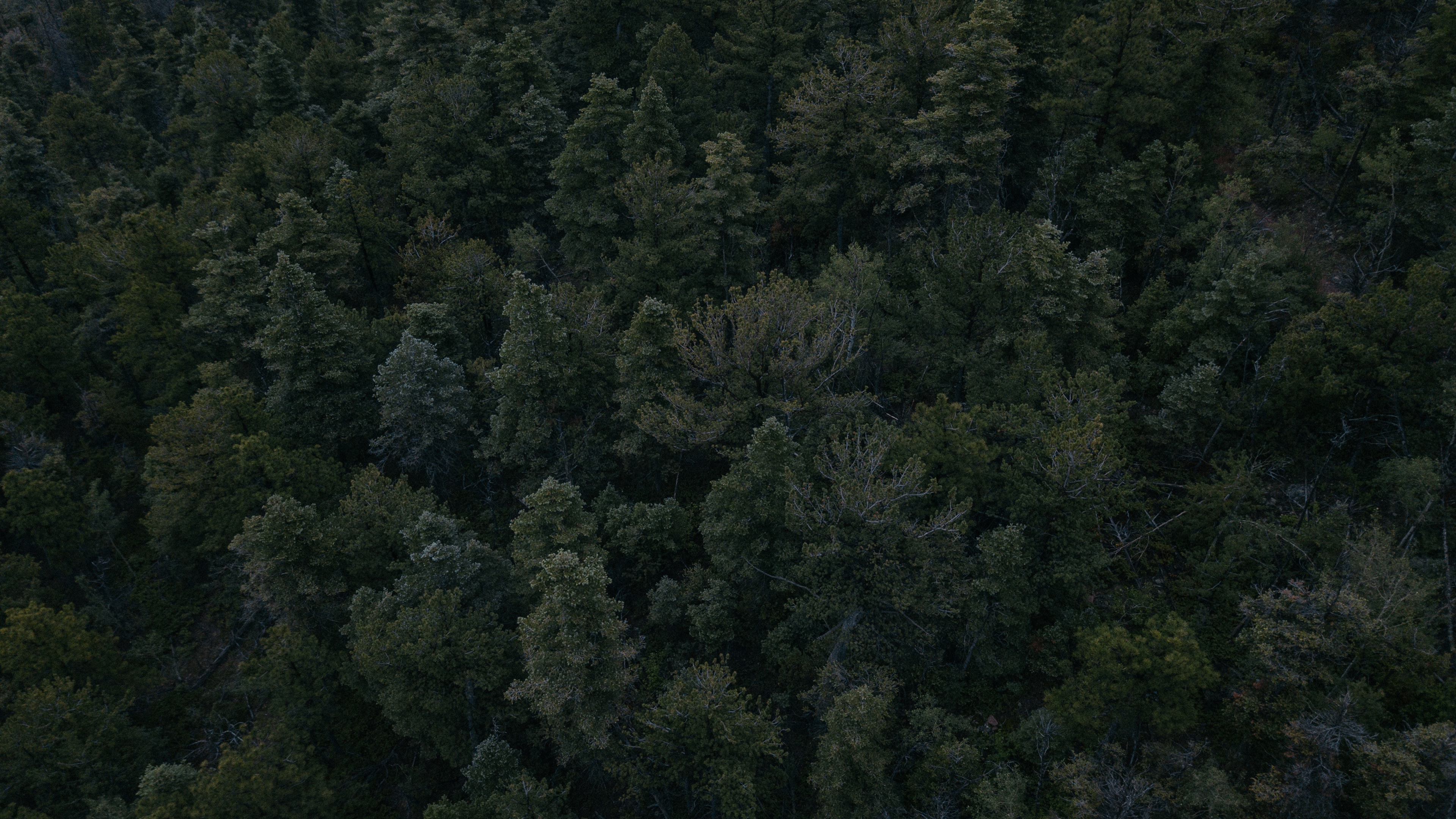 Aerial view of a dense forest HD Wallpaper