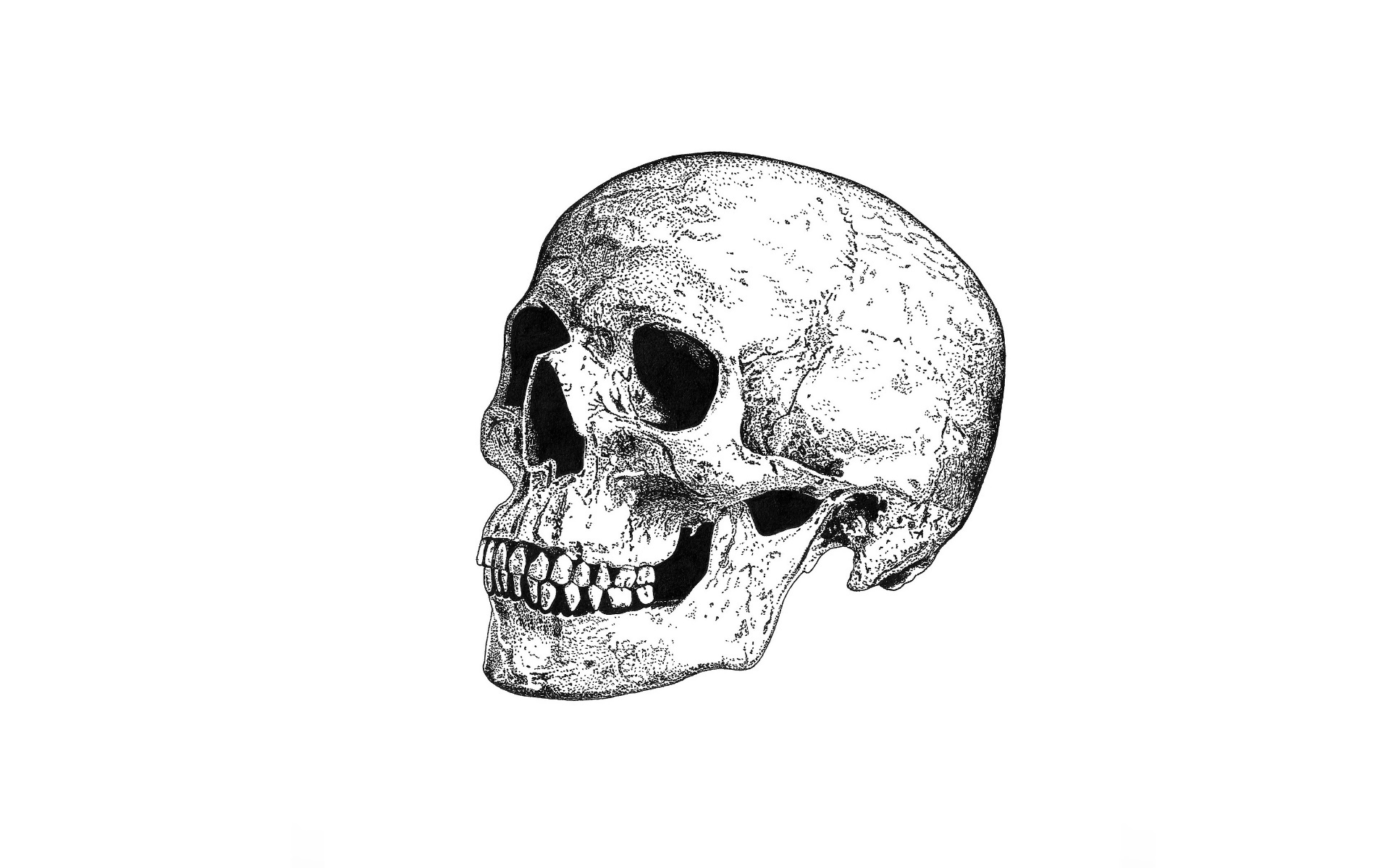 Monochrome illustration of a human skull HD Wallpaper