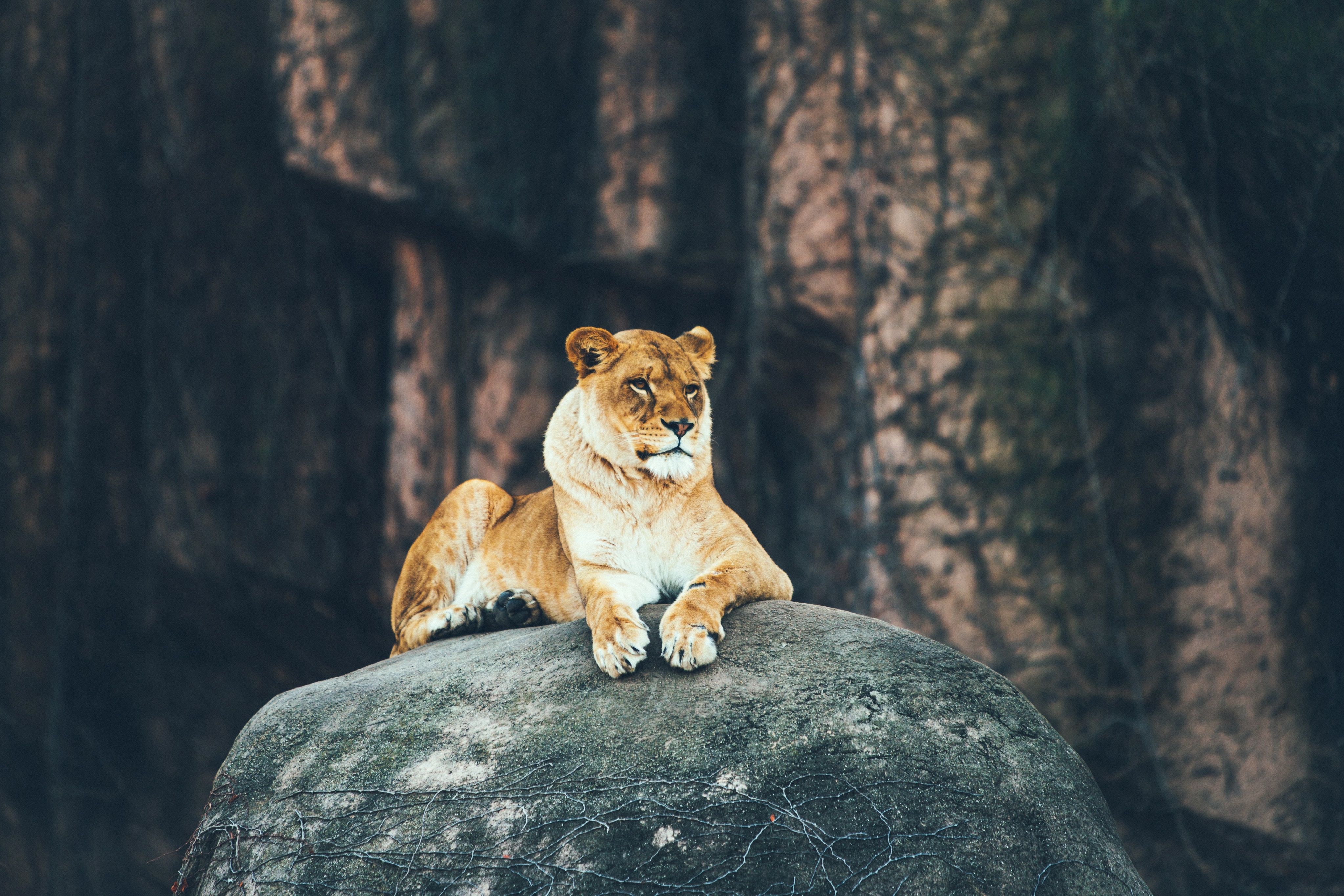 Lioness resting on a rock HD Wallpaper