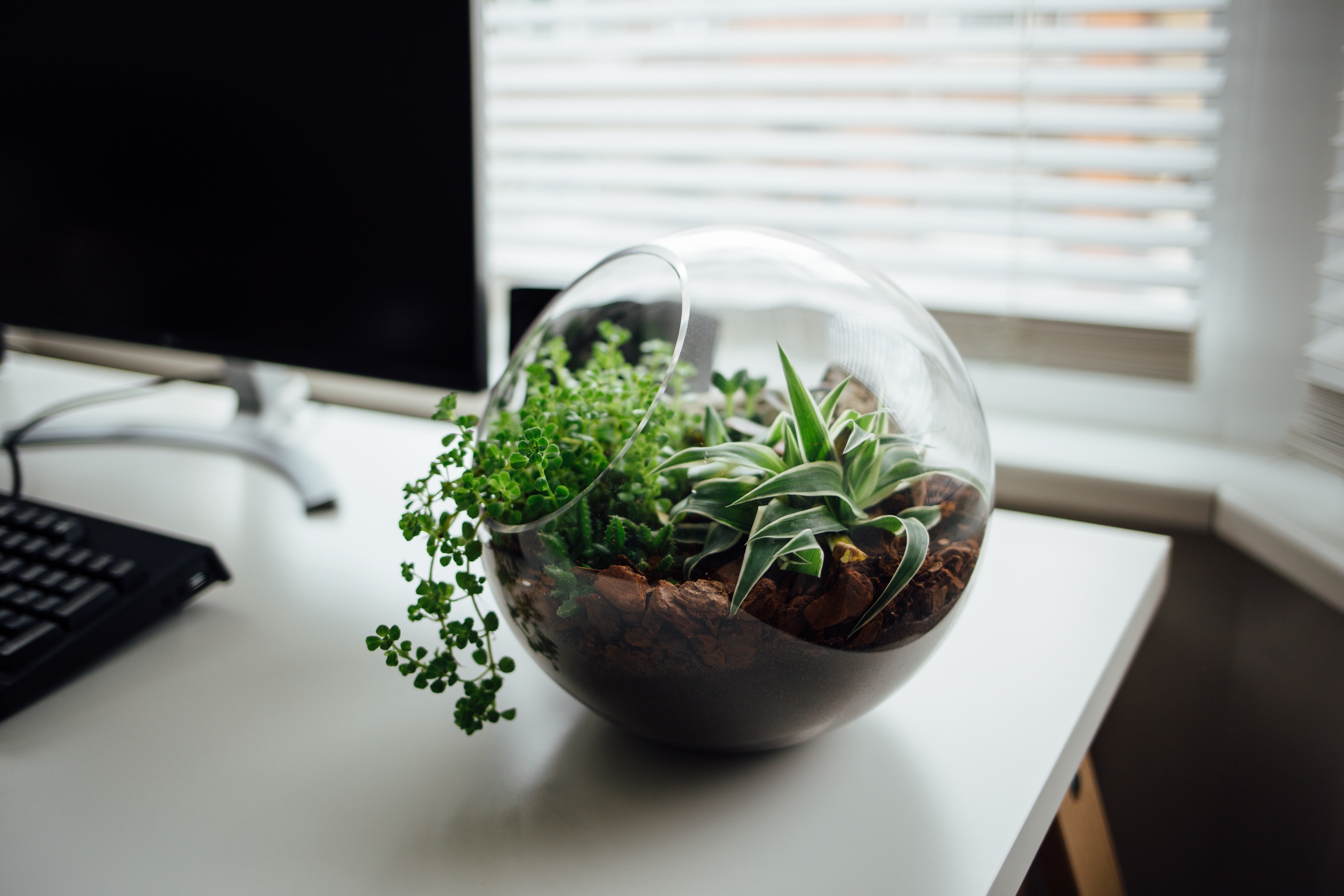 Terrarium with plants on a desk with a monitor HD Wallpaper