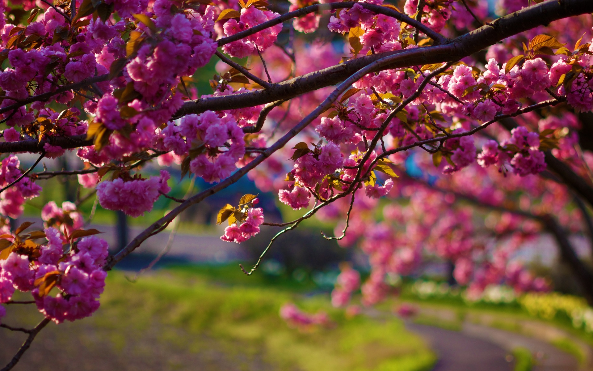 Pink cherry blossoms on branches with a blurred background HD Wallpaper