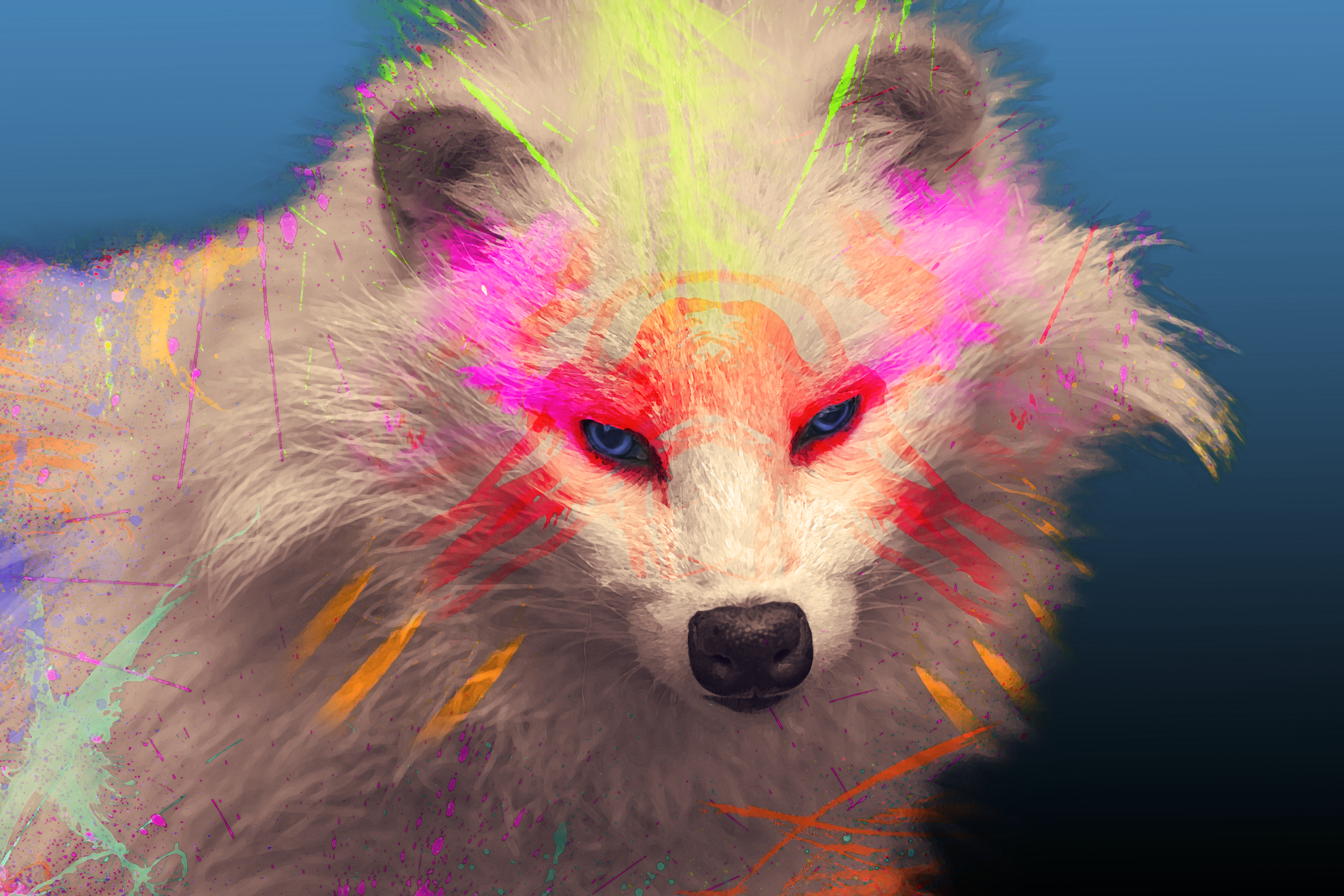 White raccoon with tribal face paint and colorful splashes HD Wallpaper
