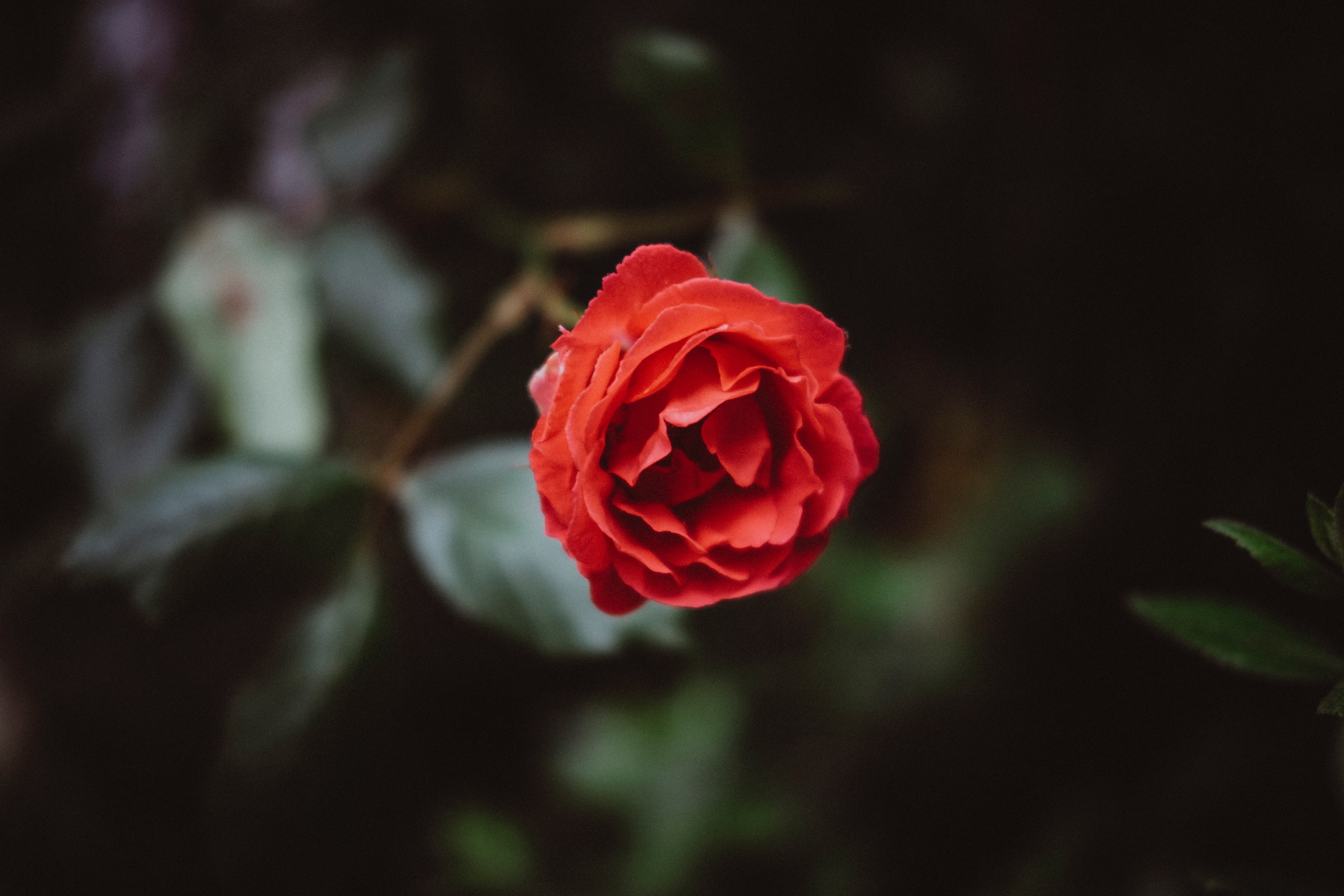 Red rose in bloom with blurred background HD Wallpaper