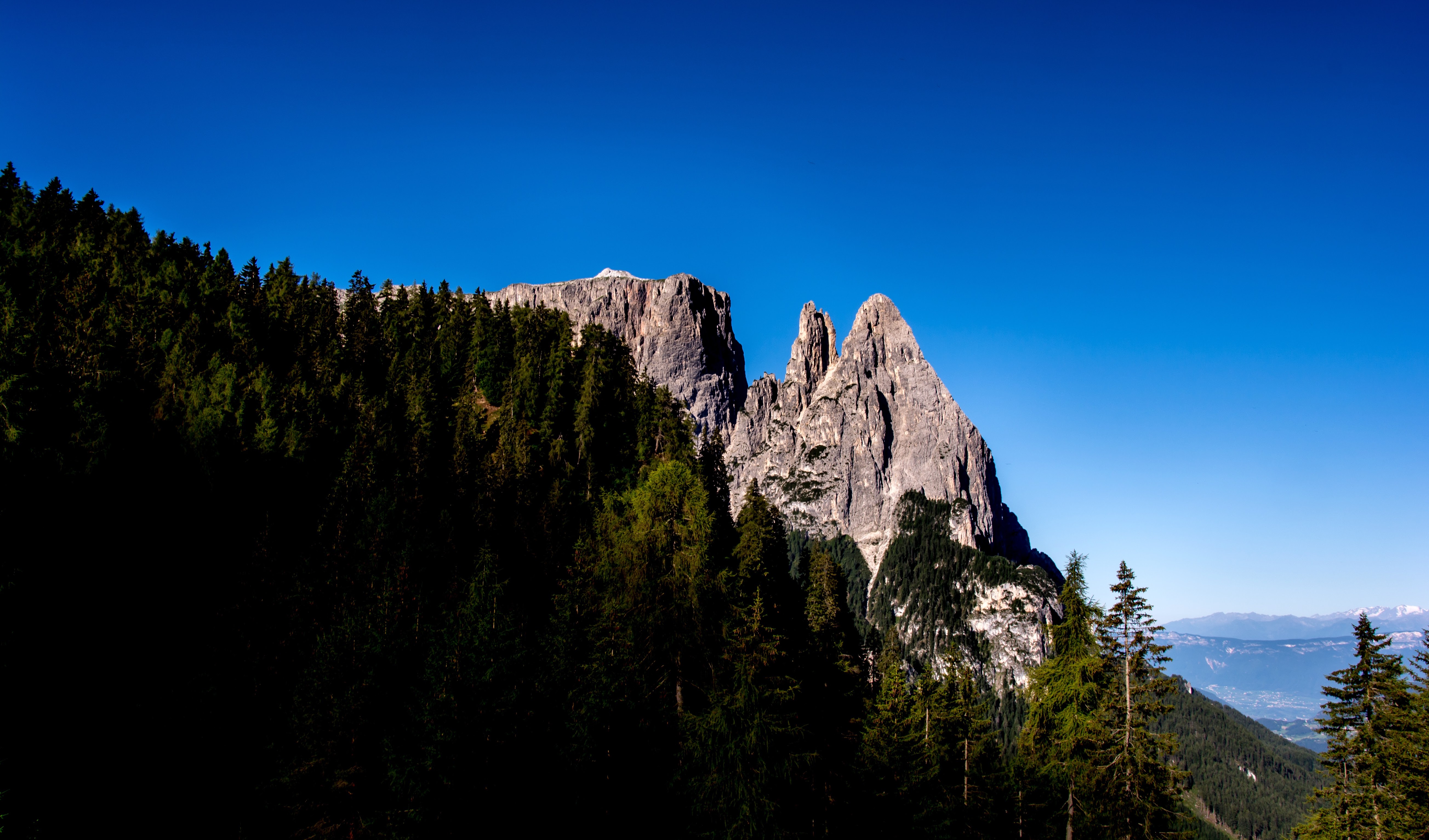 Jagged mountain peaks rise above a dense pine forest under a clear blue sky. HD Wallpaper