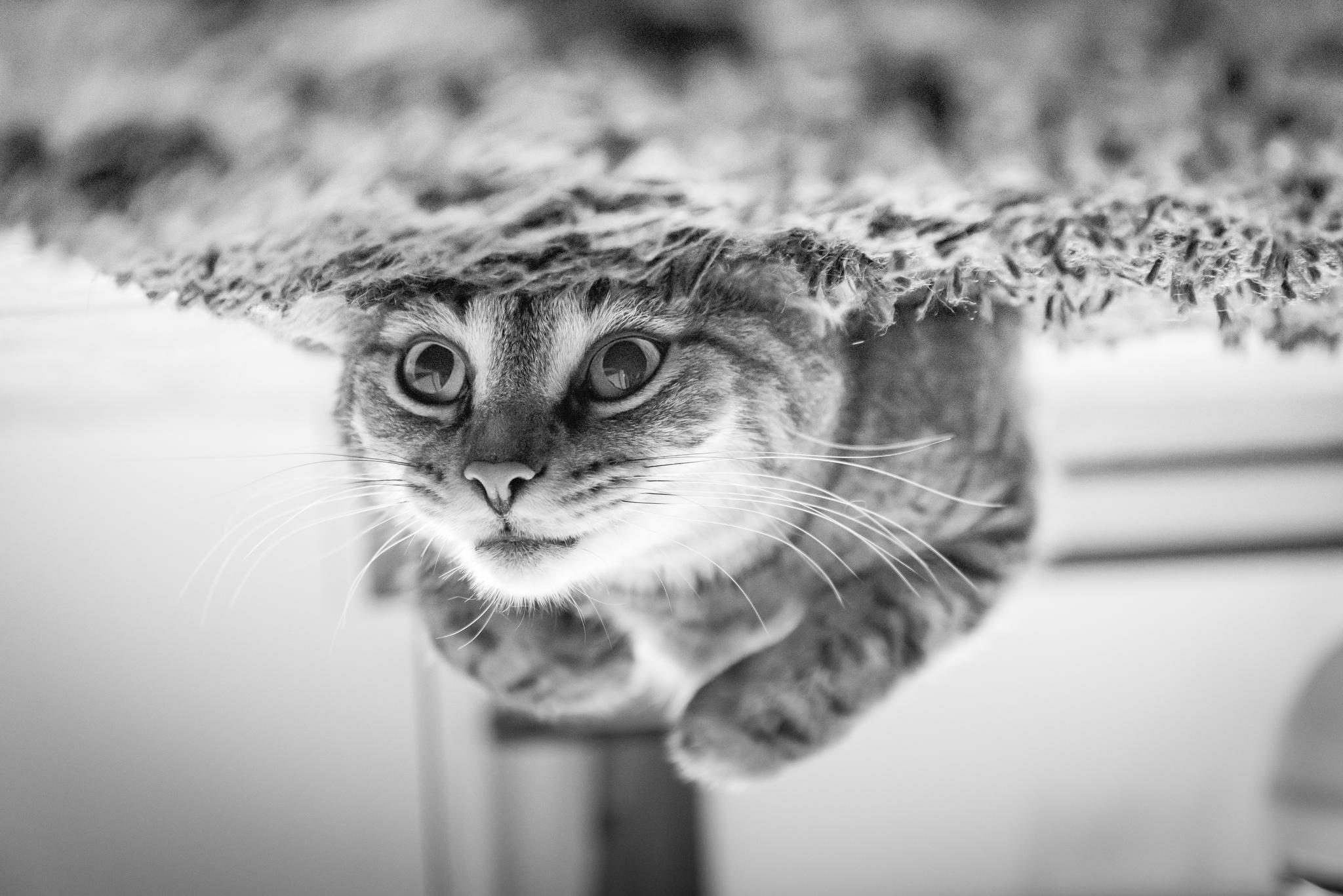 Monochrome close-up of a cat looking down HD Wallpaper