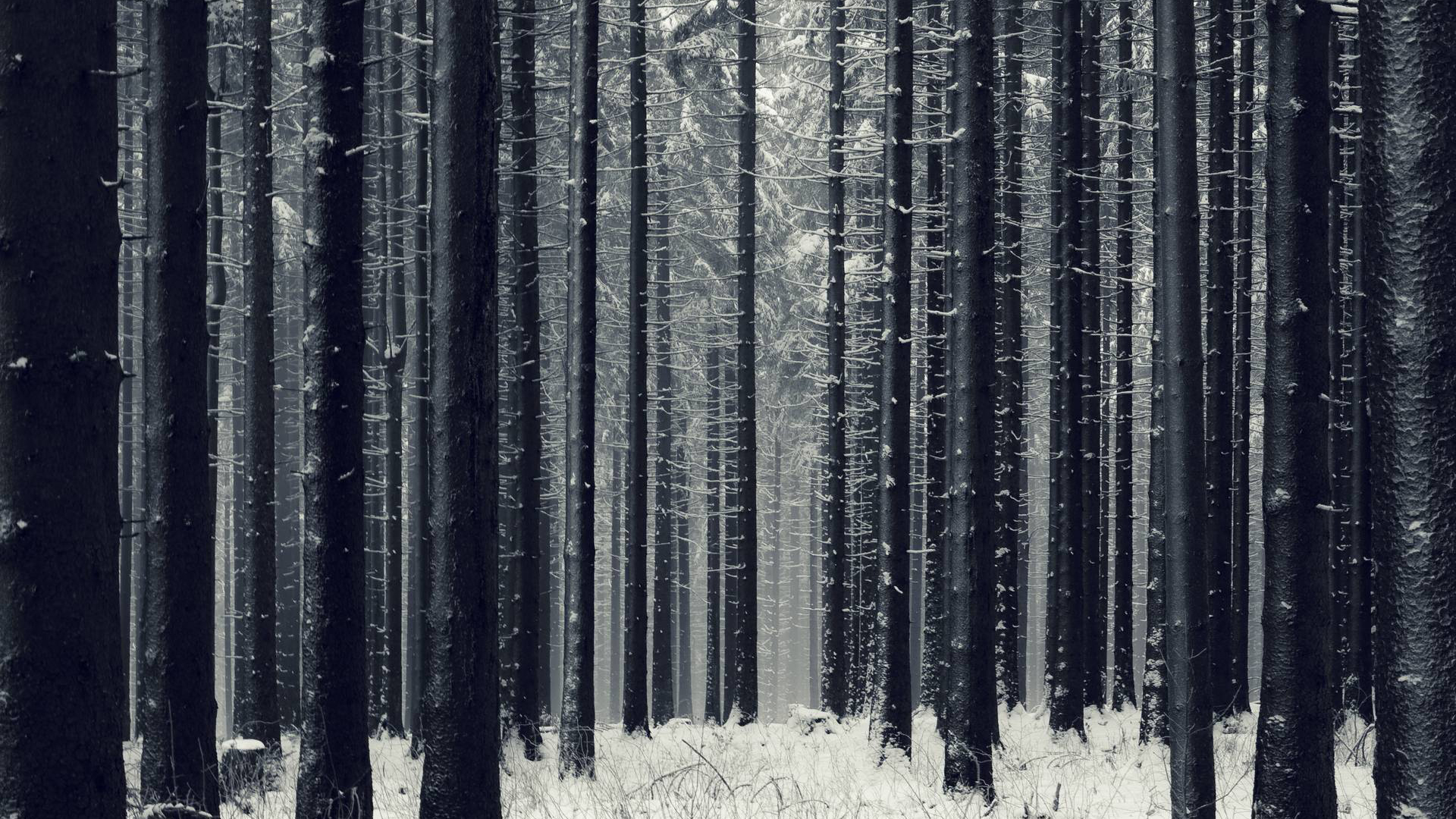 Snowy forest with tall trees HD Wallpaper