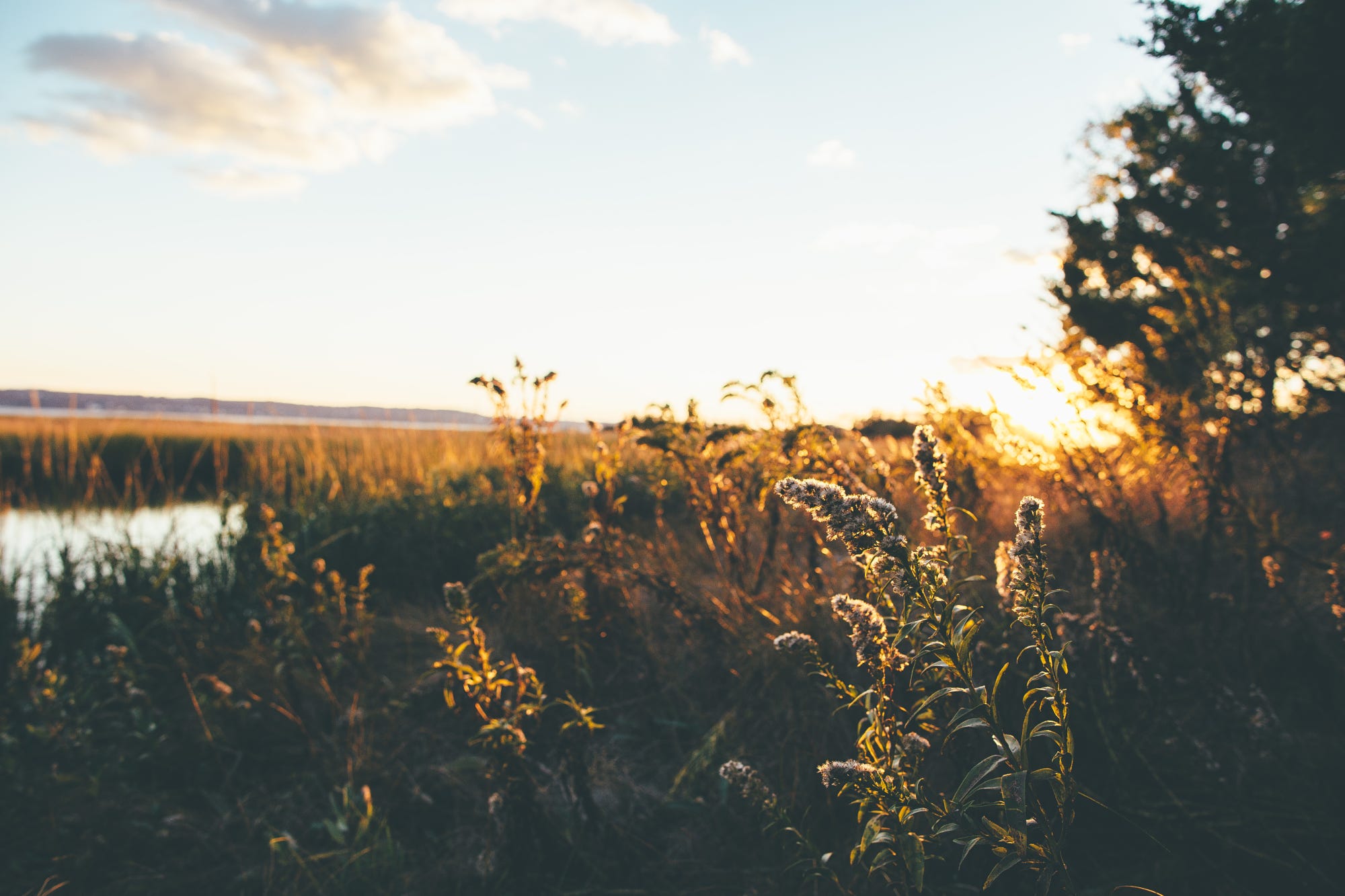 Sunset over a marsh with plants in the foreground HD Wallpaper